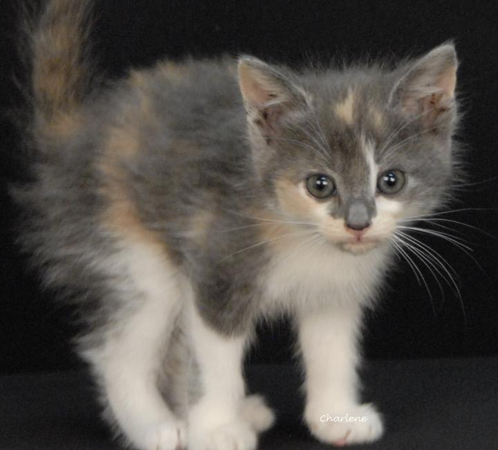Enlarge Dolly Rebecca, a Adoptable mixed breed in Newland, NC image 2/3
