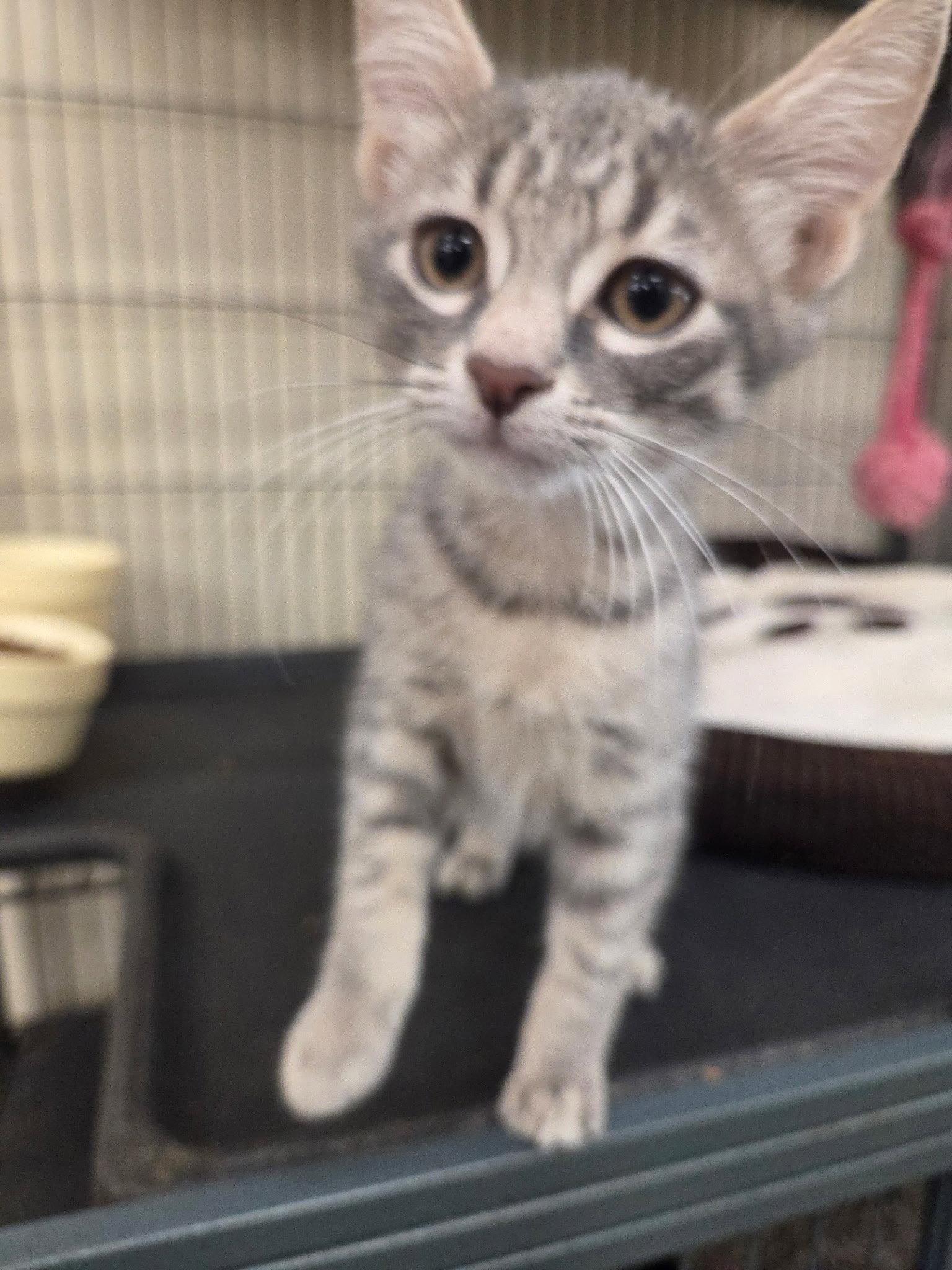 TARTUFO, Adoptable, Kitten Male Tabby.