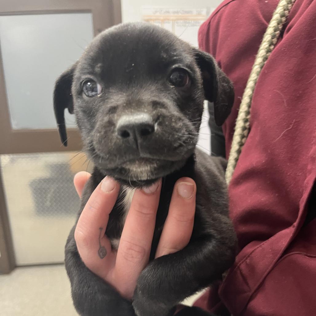 Enlarge Ilia, a Adoptable mixed breed in Durango, CO image 1/1