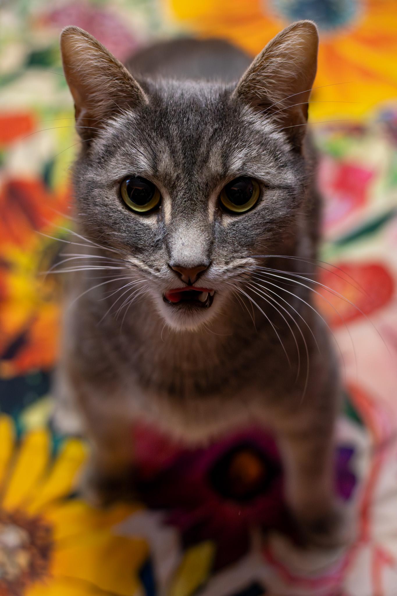 Enlarge Igmu, a ADOPTABLE Domestic Short Hair in Sawyer, ND image 2/6