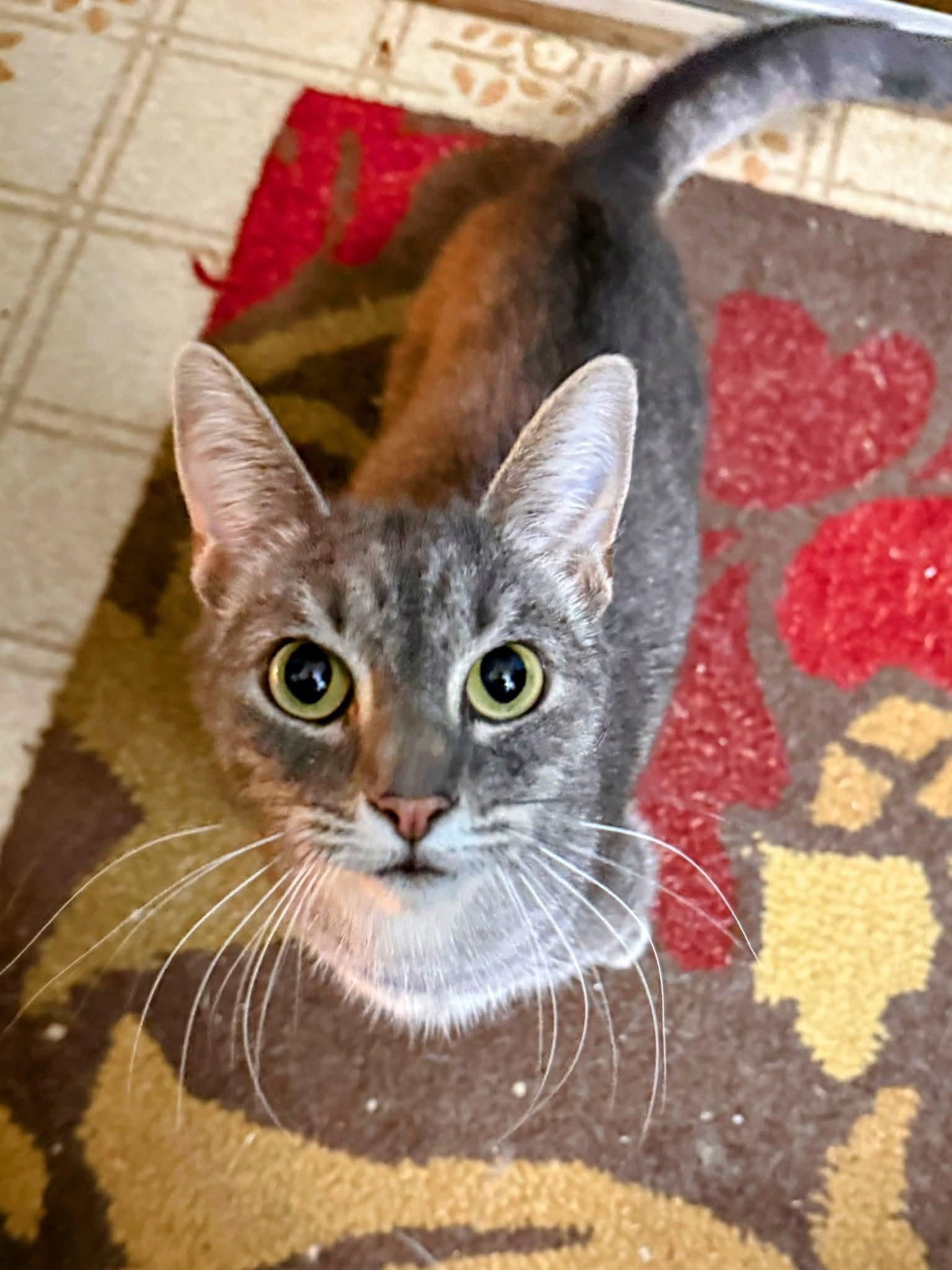 Enlarge Igmu, a ADOPTABLE Domestic Short Hair in Sawyer, ND image 3/6