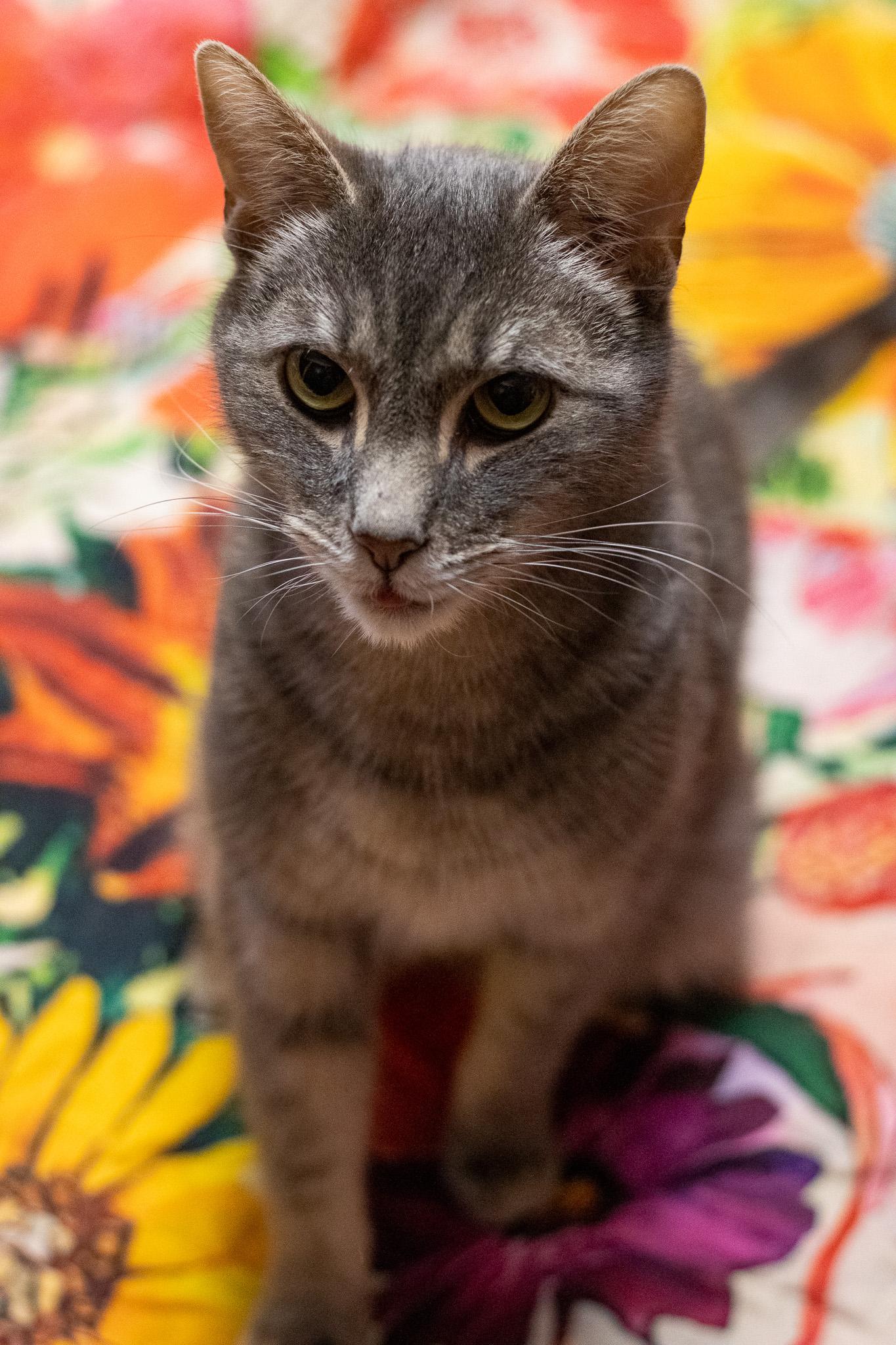 Enlarge Igmu, a ADOPTABLE Domestic Short Hair in Sawyer, ND image 1/6