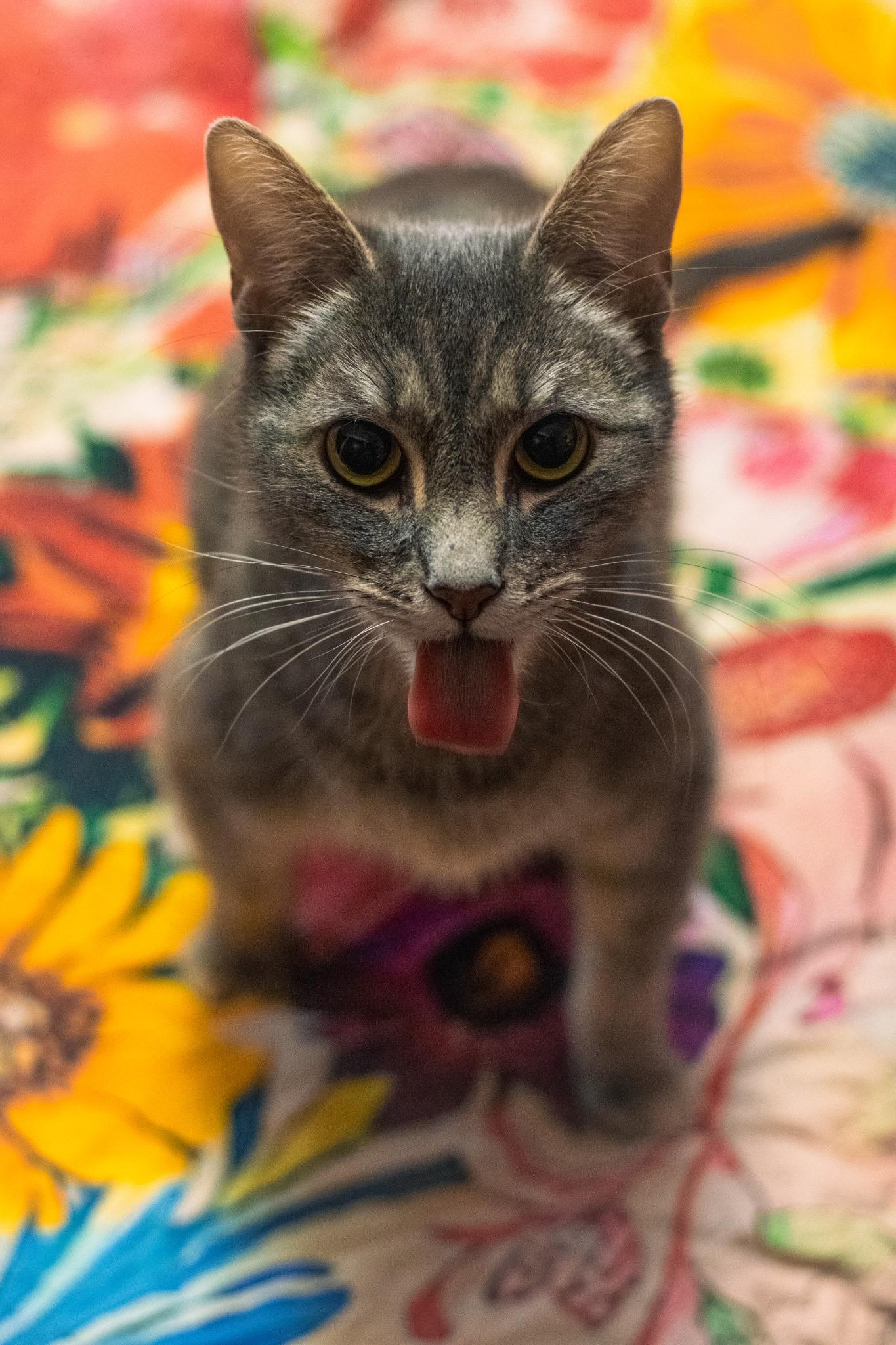 Enlarge Igmu, a ADOPTABLE Domestic Short Hair in Sawyer, ND image 5/6