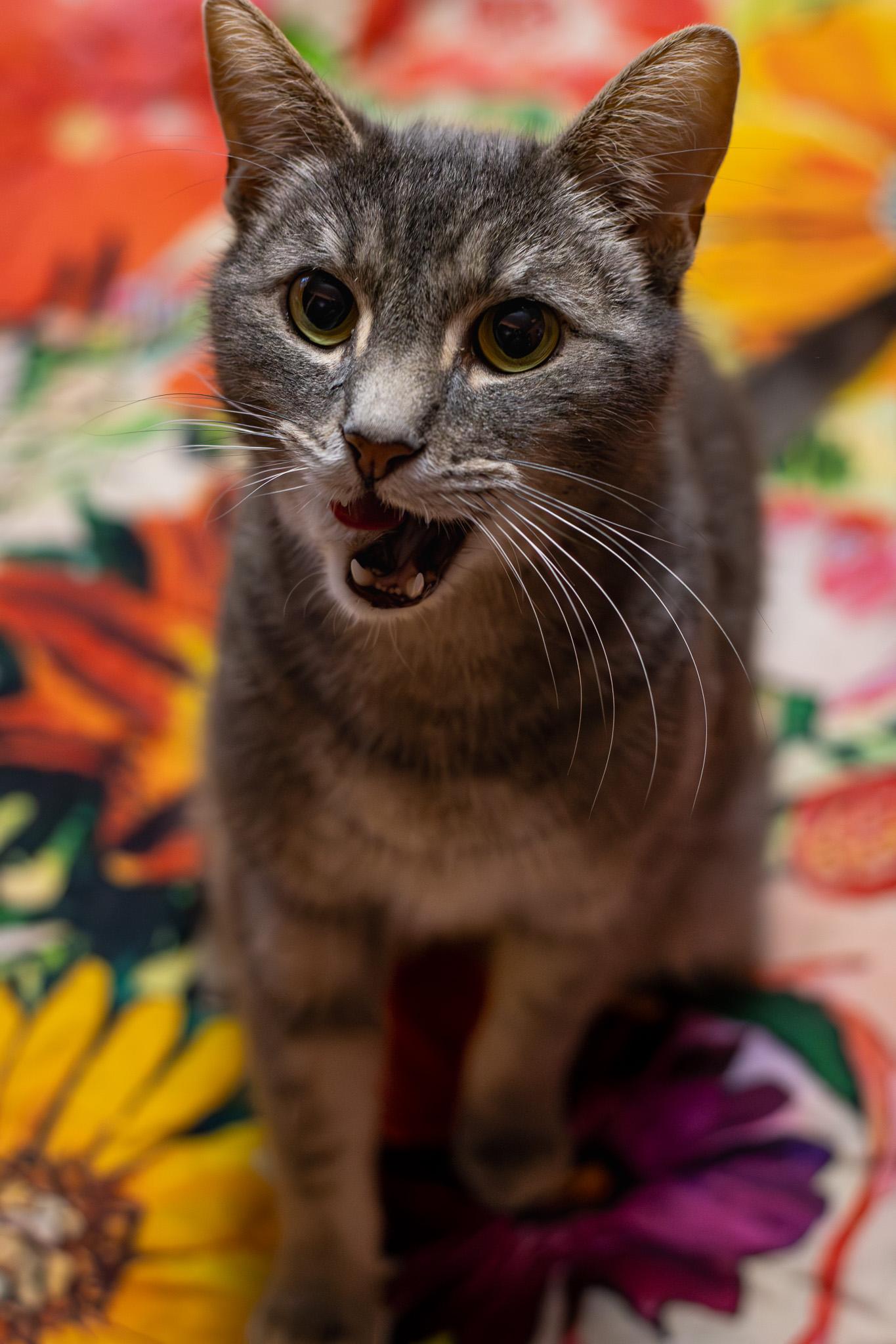 Enlarge Igmu, a ADOPTABLE Domestic Short Hair in Sawyer, ND image 4/6