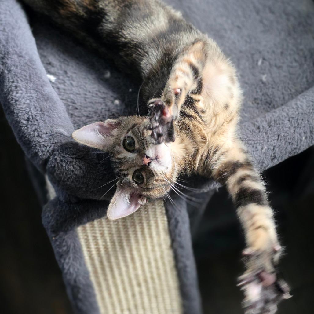 Tulane — thumbnail 4