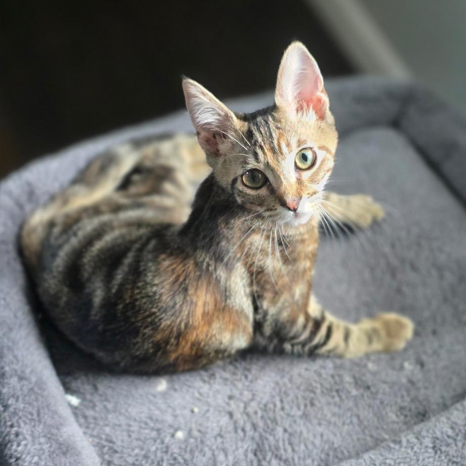 Tulane — thumbnail 5