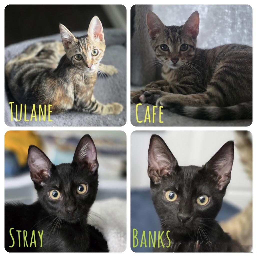 Tulane — thumbnail 6