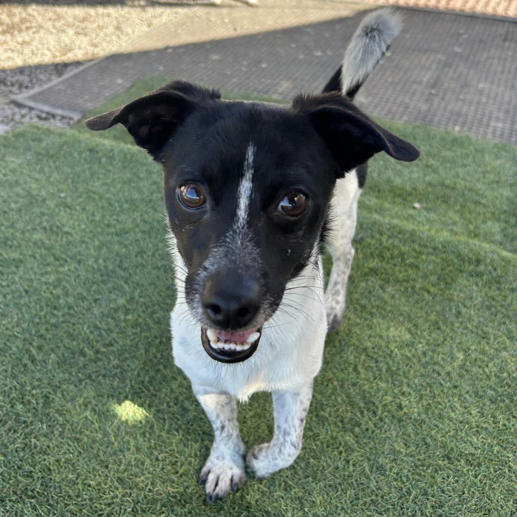 Matthew/A1038506, Adoptable, Adult Male Chihuahua.