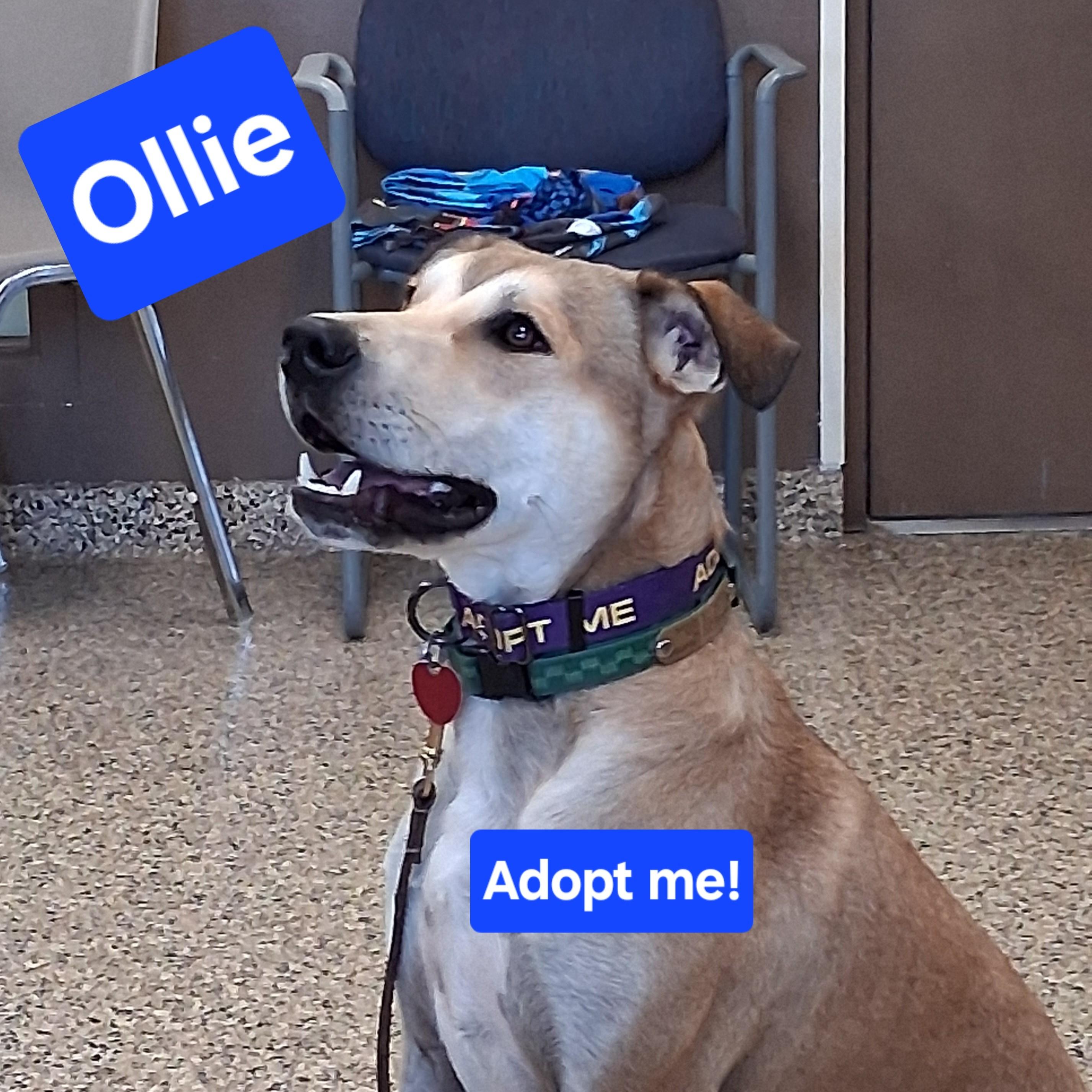 Ollie, an adoptable Pit Bull Terrier, Husky in Fairmont, MN, 56031 | Photo Image 1