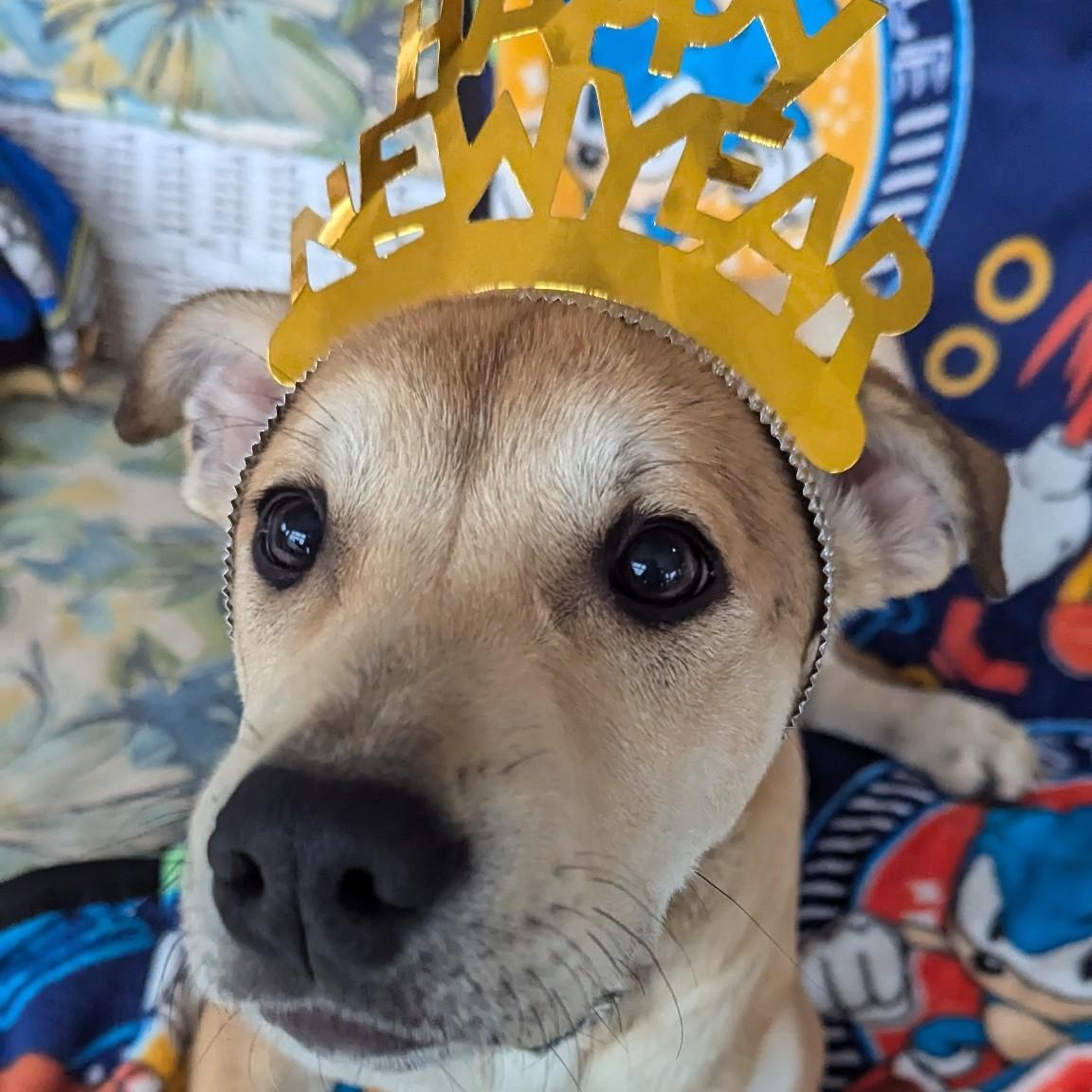Ollie, an adoptable Pit Bull Terrier, Husky in Fairmont, MN, 56031 | Photo Image 4