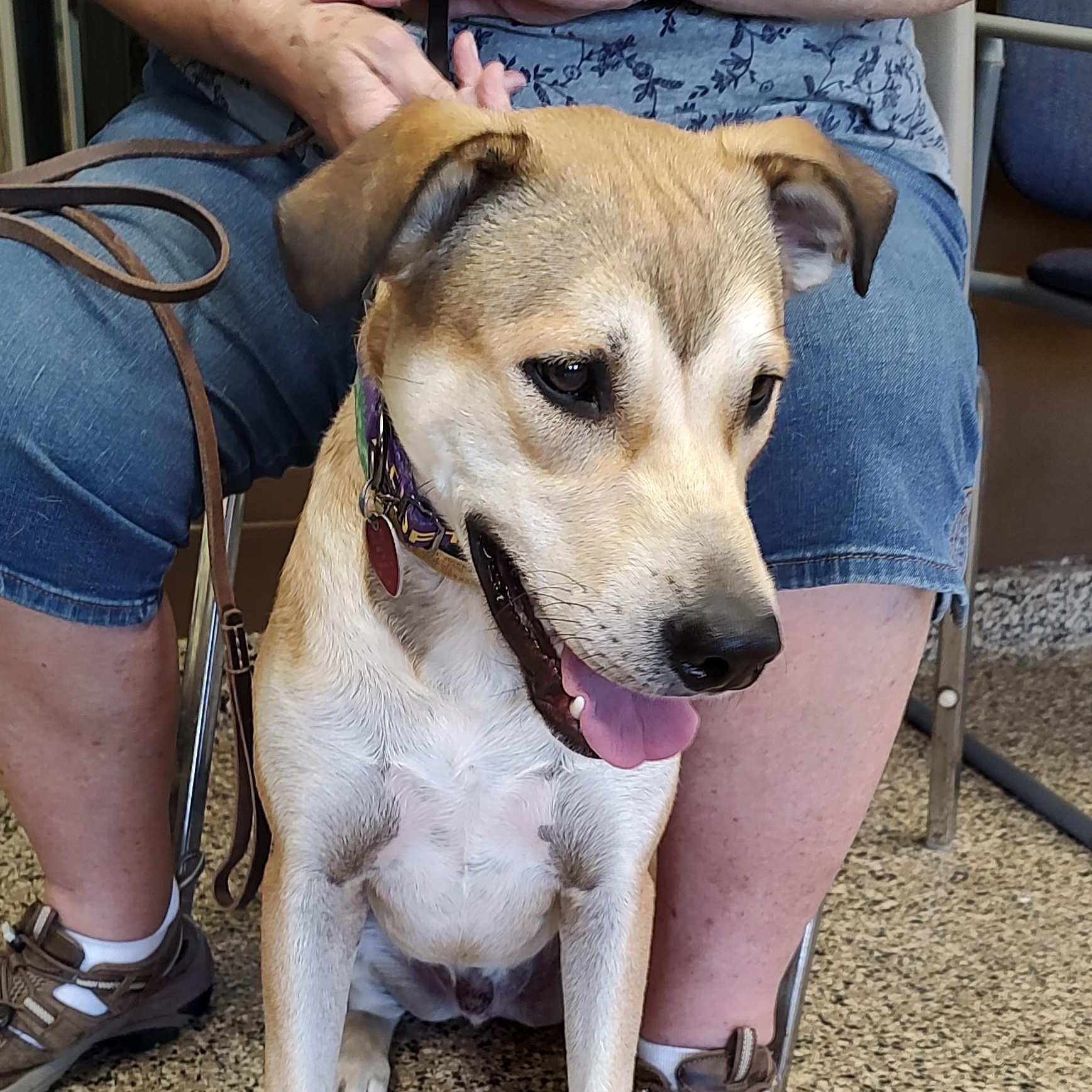 Ollie, an adoptable Pit Bull Terrier, Husky in Fairmont, MN, 56031 | Photo Image 2