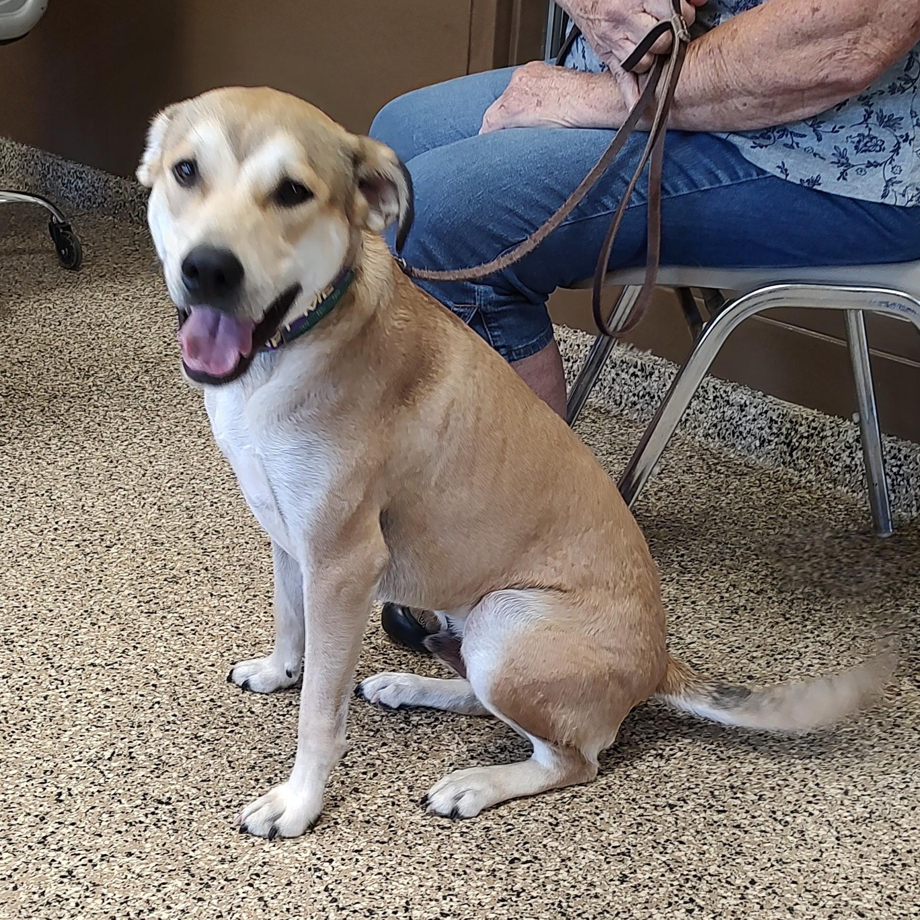 Ollie, an adoptable Pit Bull Terrier, Husky in Fairmont, MN, 56031 | Photo Image 3