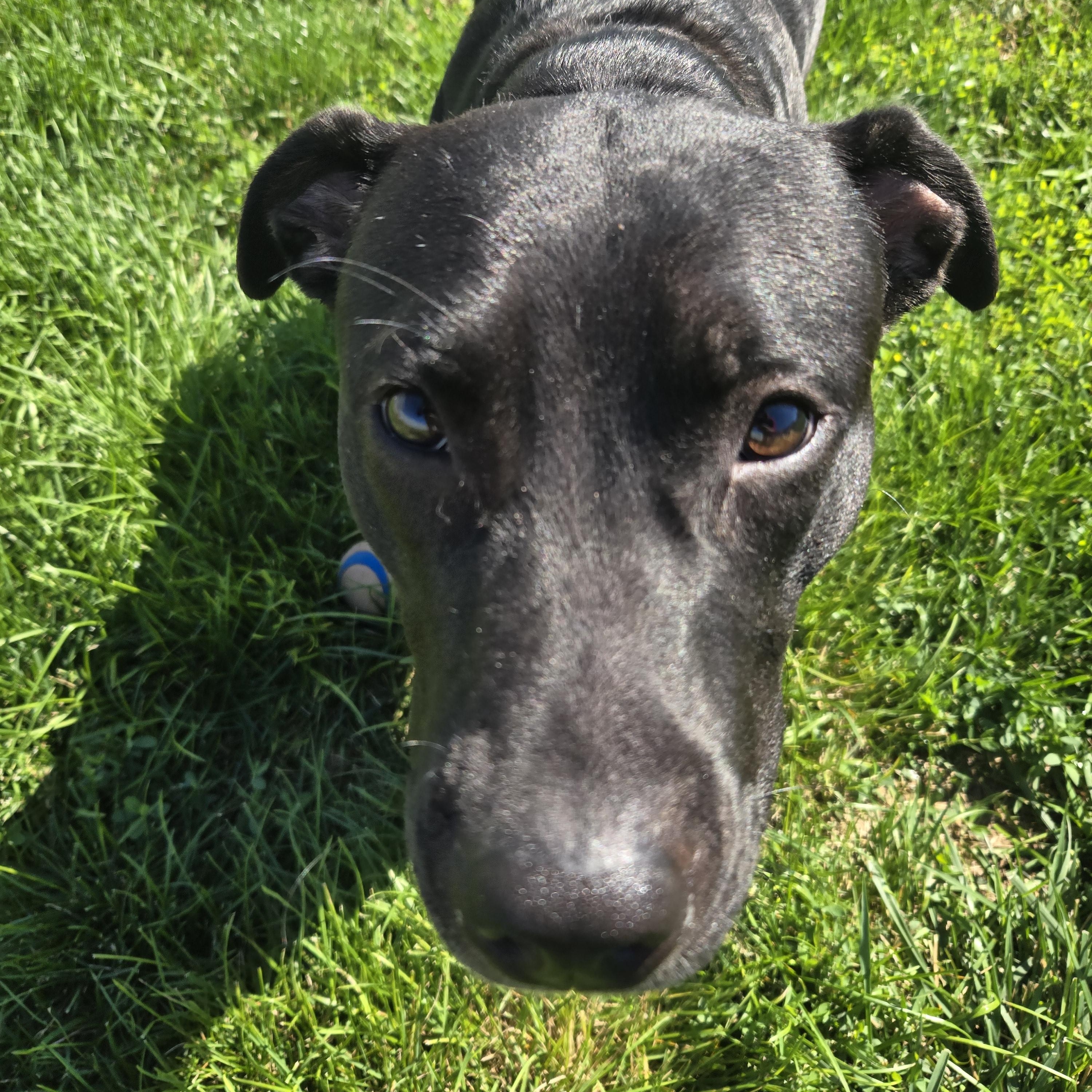 Enlarge Talladoga, a Adoptable mixed breed in Joliet, IL image 2/3
