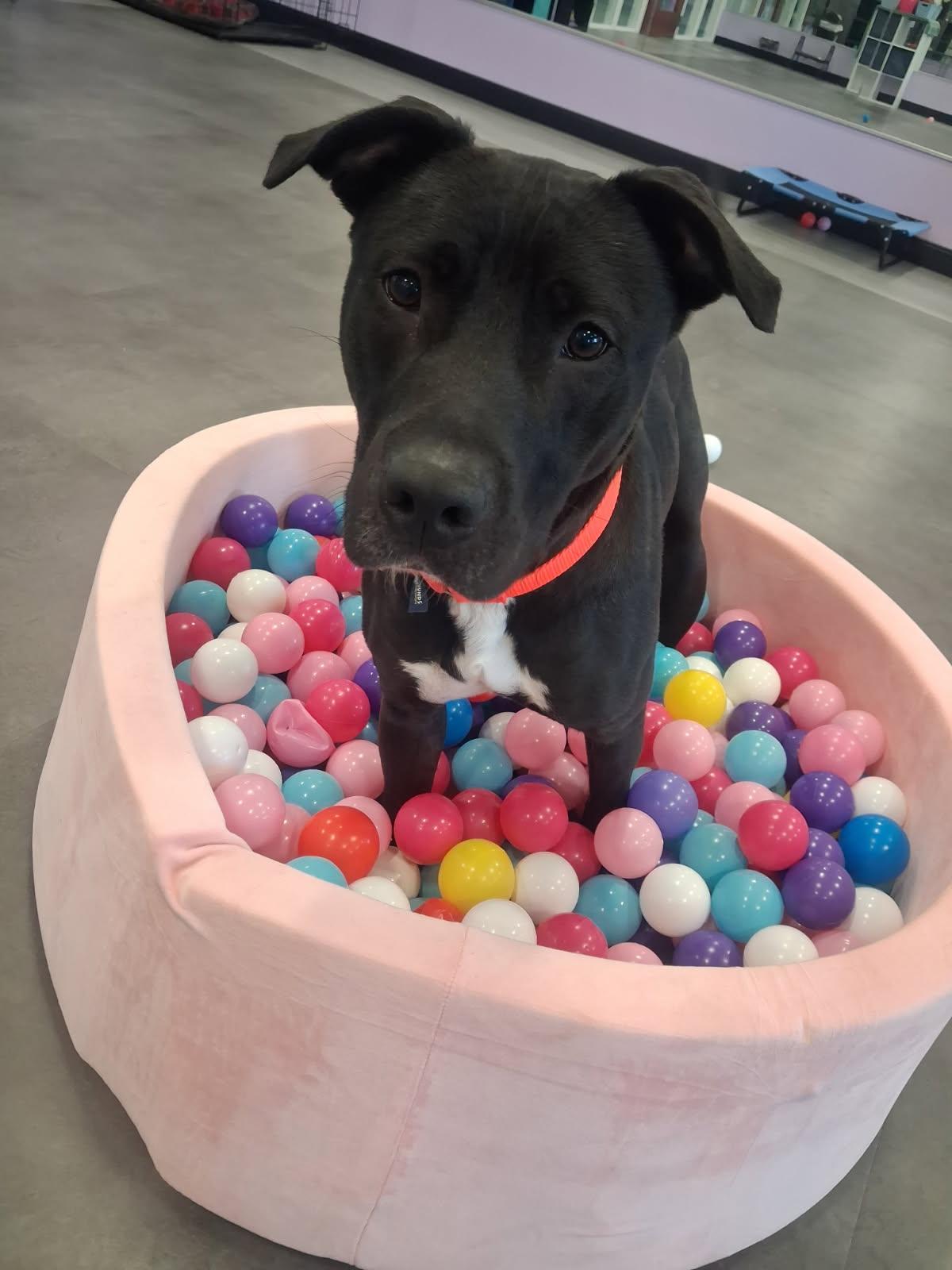 Talladoga, Adoptable, Adult Female Terrier.