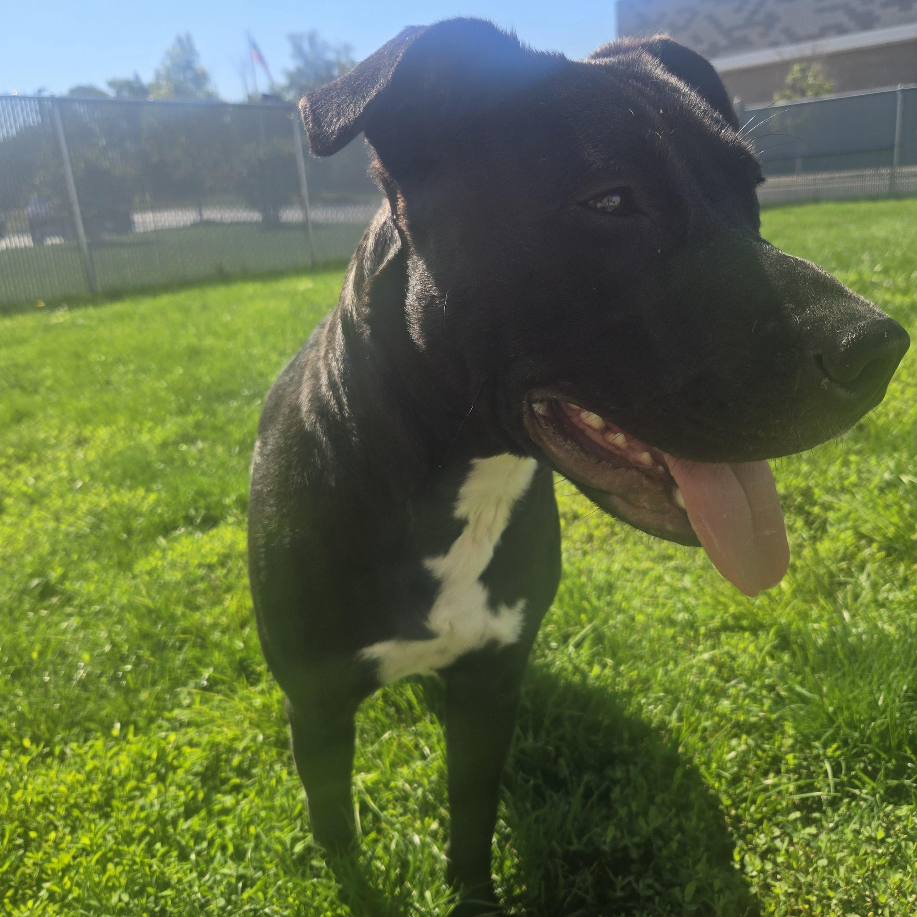 Talladoga, Adoptable, Adult Female Terrier.