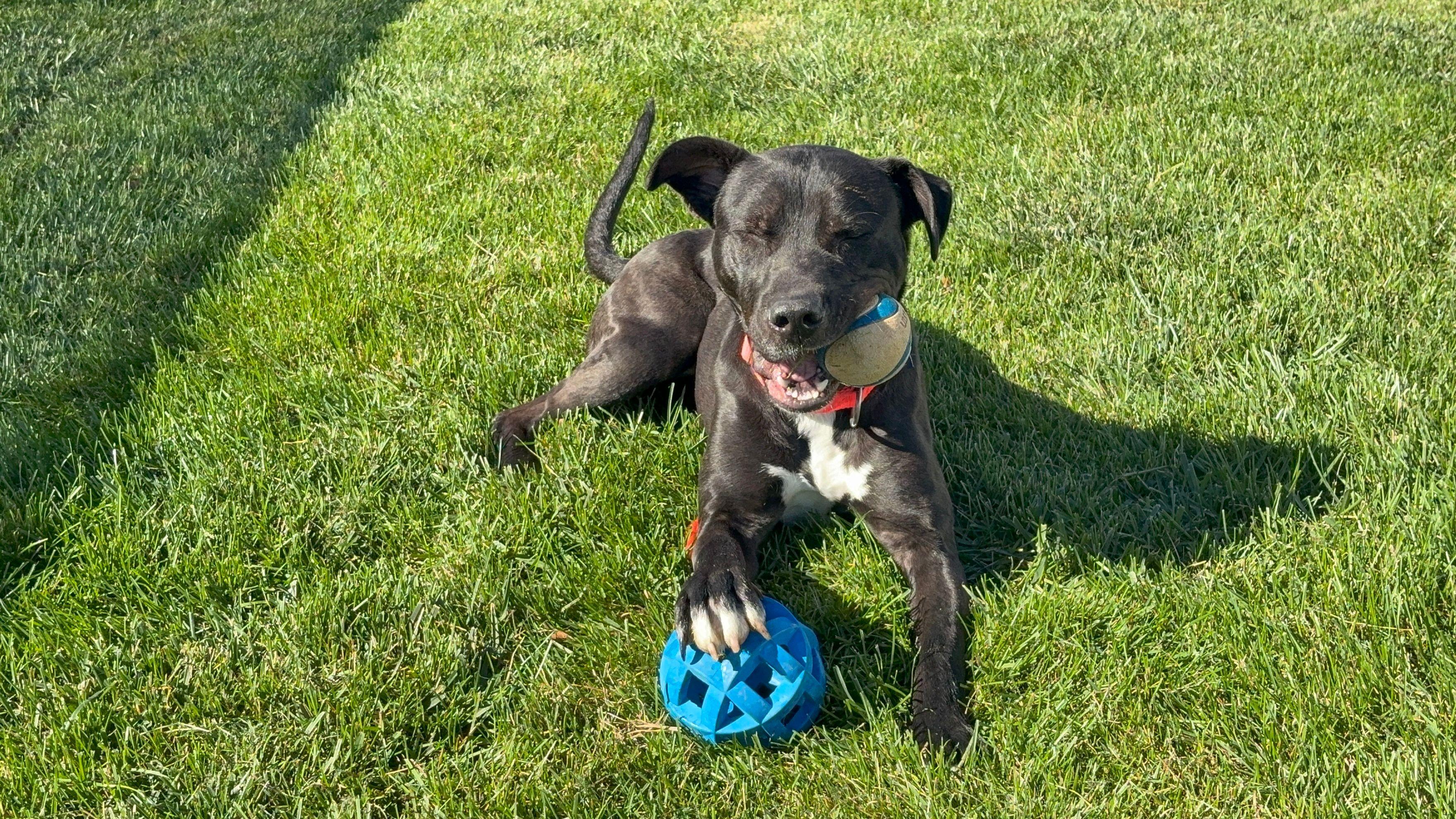 Enlarge Talladoga, a Adoptable mixed breed in Aurora, IL image 3/5