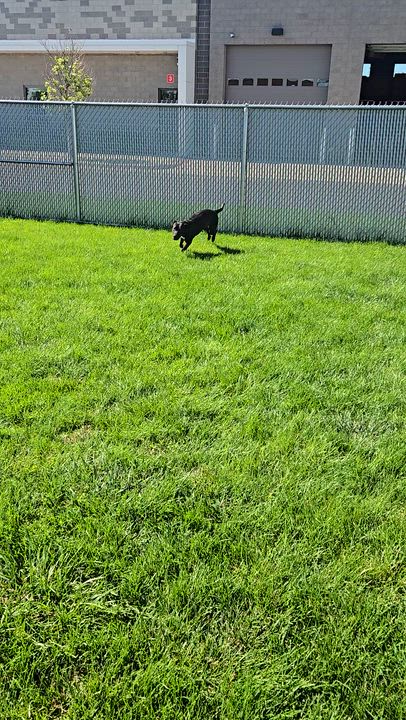 Enlarge Talladoga, a Adoptable mixed breed in Joliet, IL video 3/3