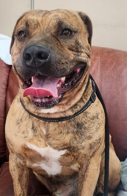 Enlarge El Tigre, a Adoptable mixed breed in Jackson, GA image 1/1