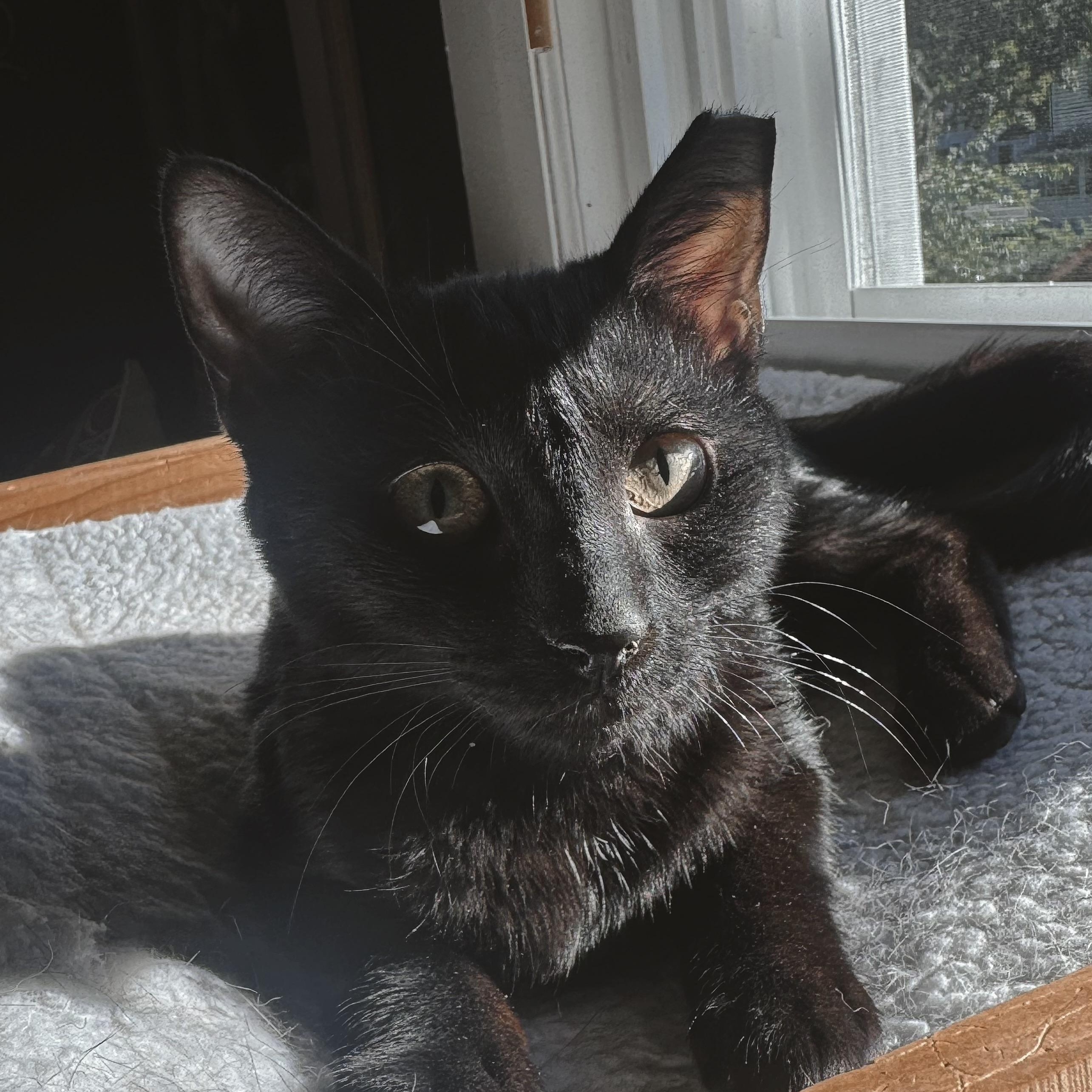 Enlarge Pandora Courtesy Posting, a ADOPTABLE Domestic Short Hair in Clifton, NJ image 5/5