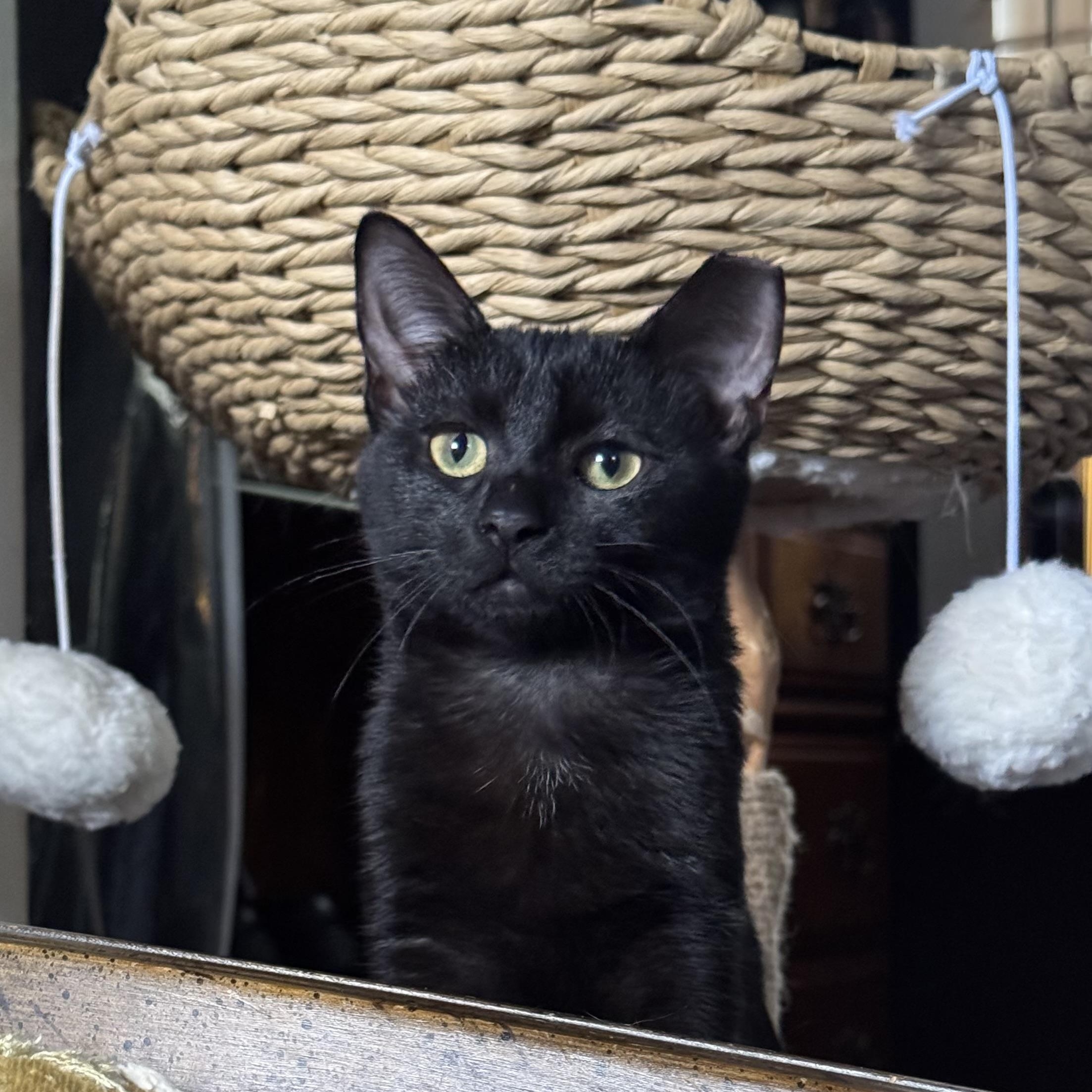 Enlarge Pandora Courtesy Posting, a ADOPTABLE Domestic Short Hair in Clifton, NJ image 3/5