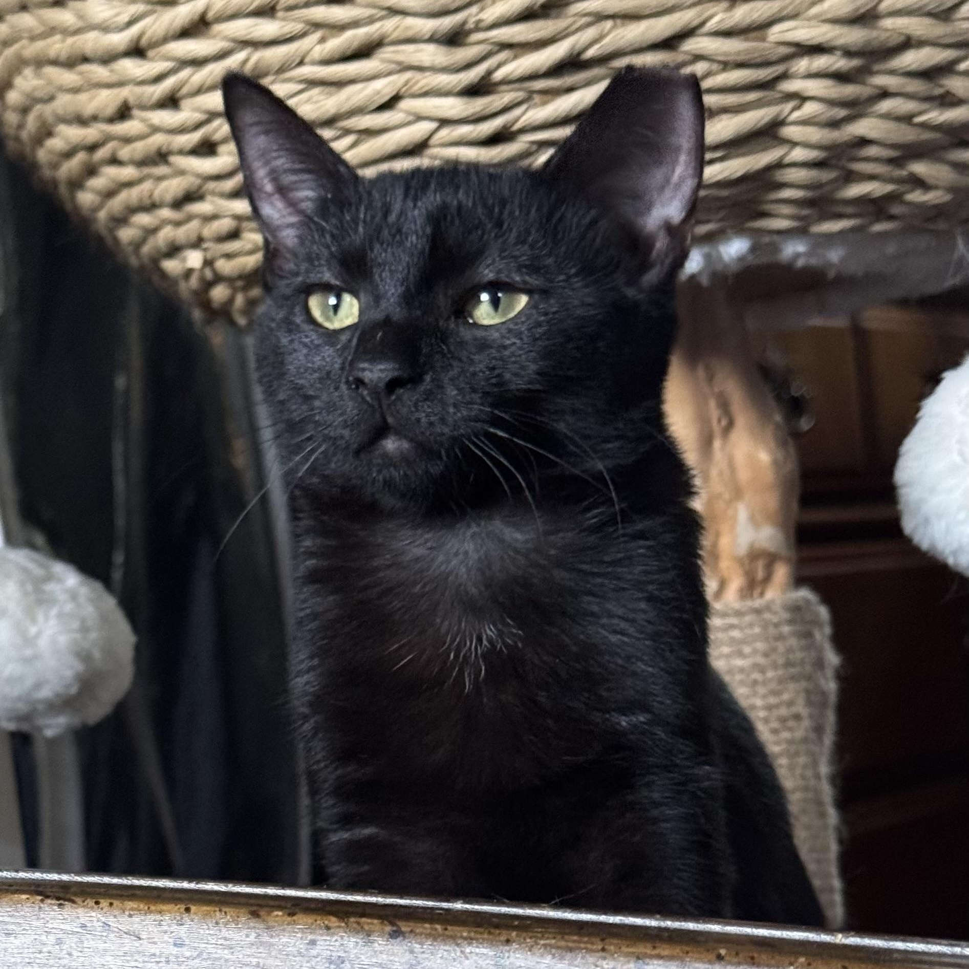 Pandora Courtesy Posting, ADOPTABLE, Kitten Female Domestic Short Hair.