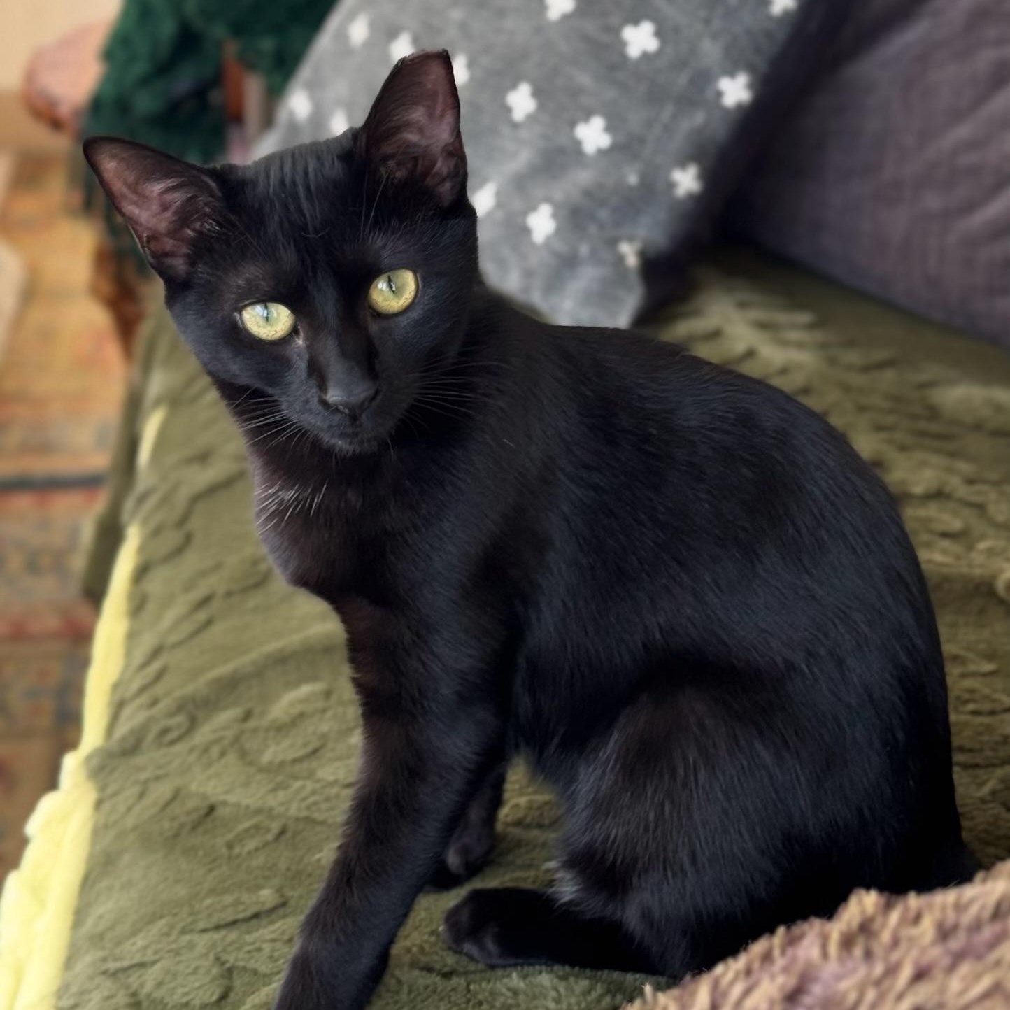 Enlarge Pandora Courtesy Posting, a Adoptable Domestic Short Hair in Clifton, NJ image 1/6