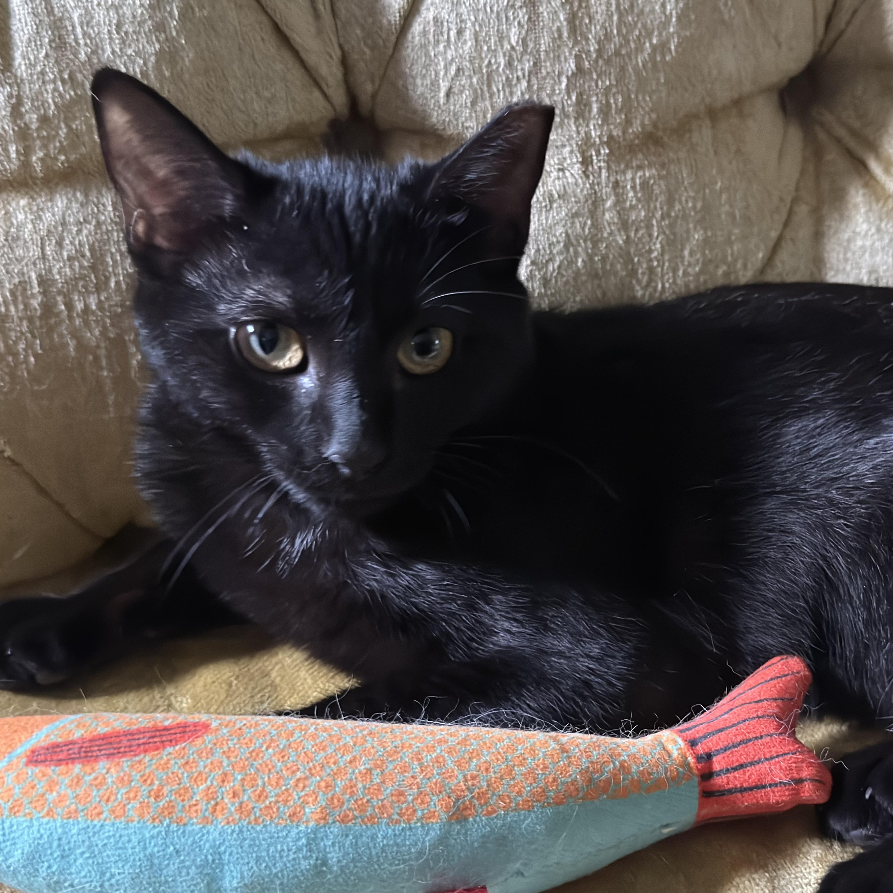 Enlarge Pandora Courtesy Posting, a ADOPTABLE Domestic Short Hair in Clifton, NJ image 4/5