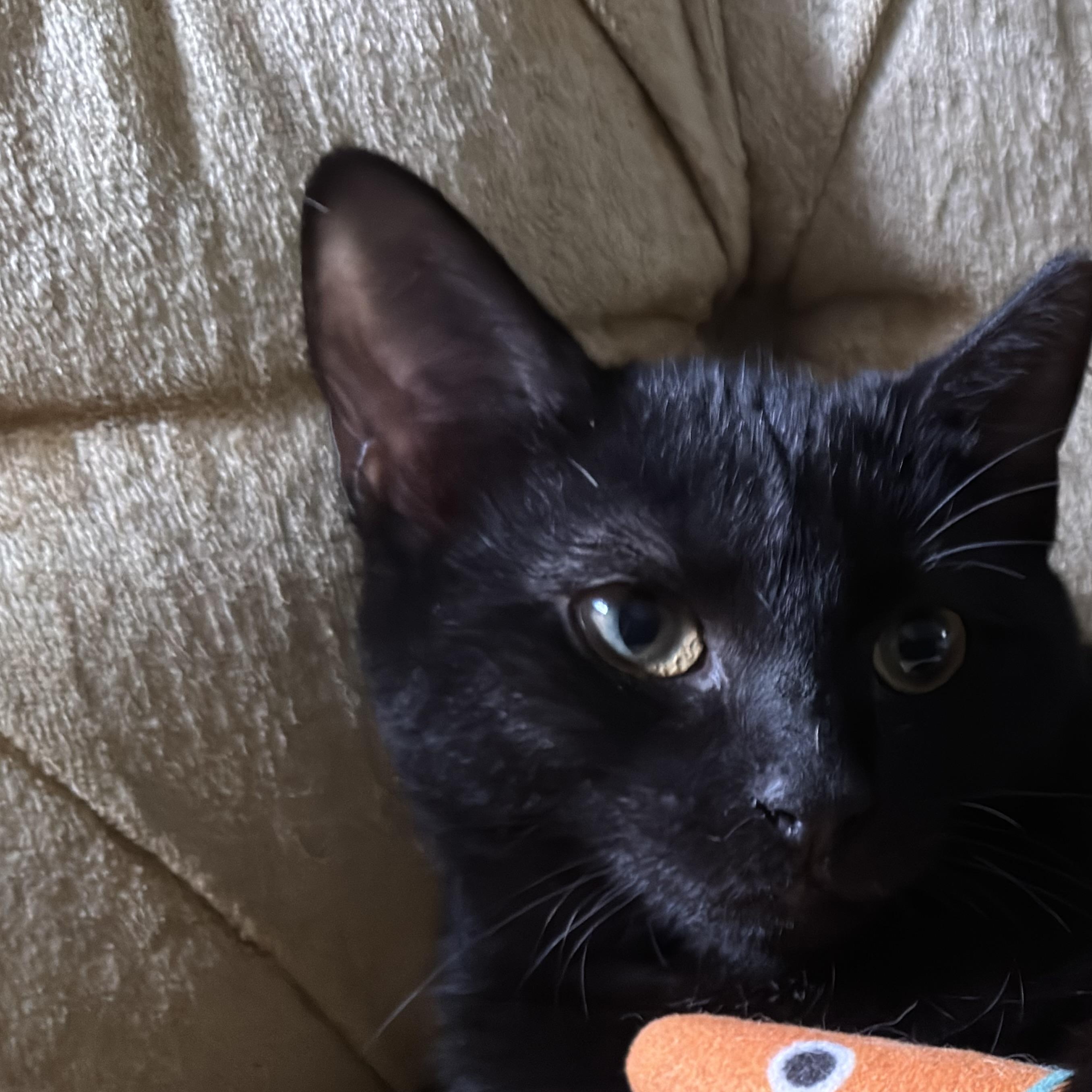 Enlarge Pandora Courtesy Posting, a ADOPTABLE Domestic Short Hair in Clifton, NJ image 2/5