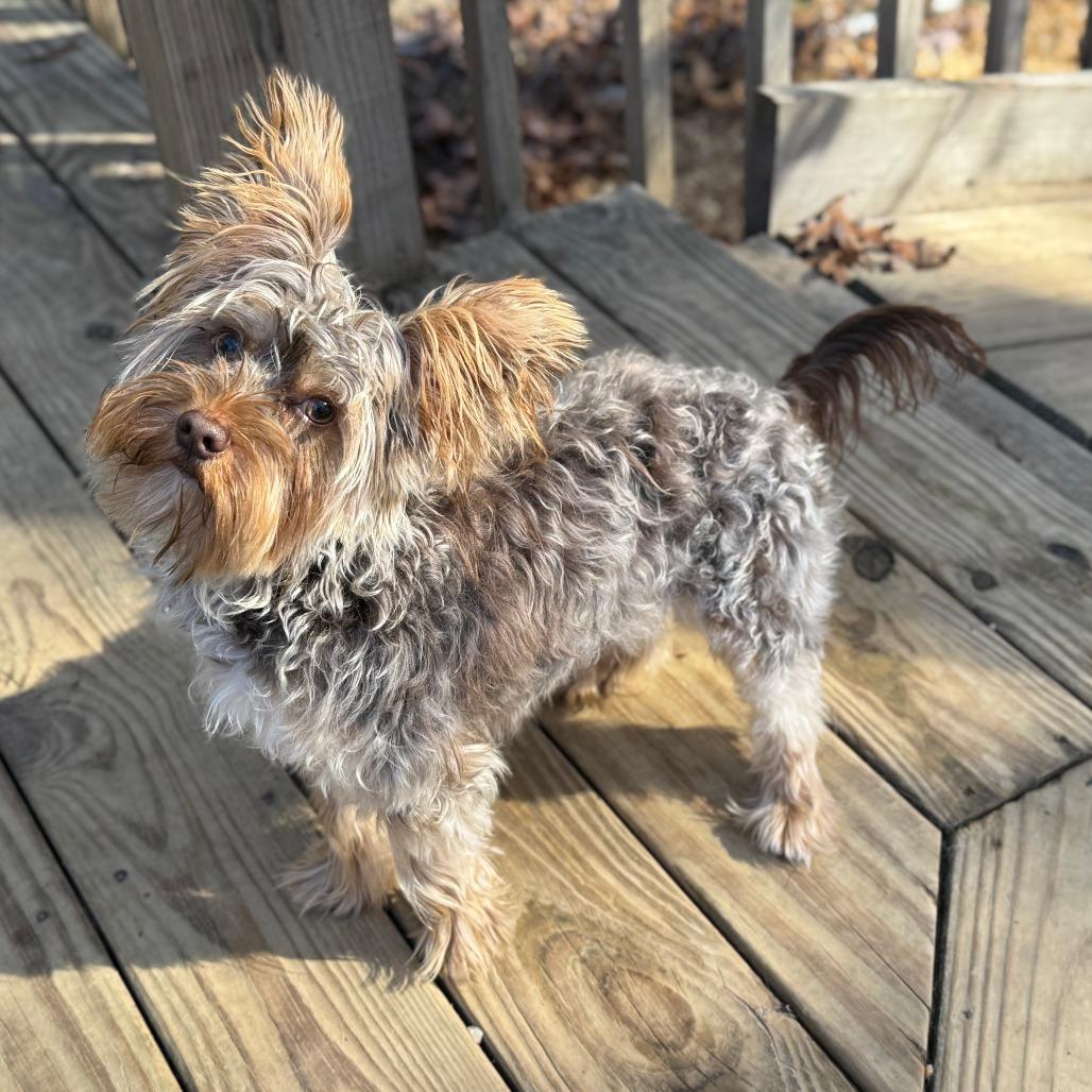 Theodore, Adoptable, Young Male Yorkshire Terrier.