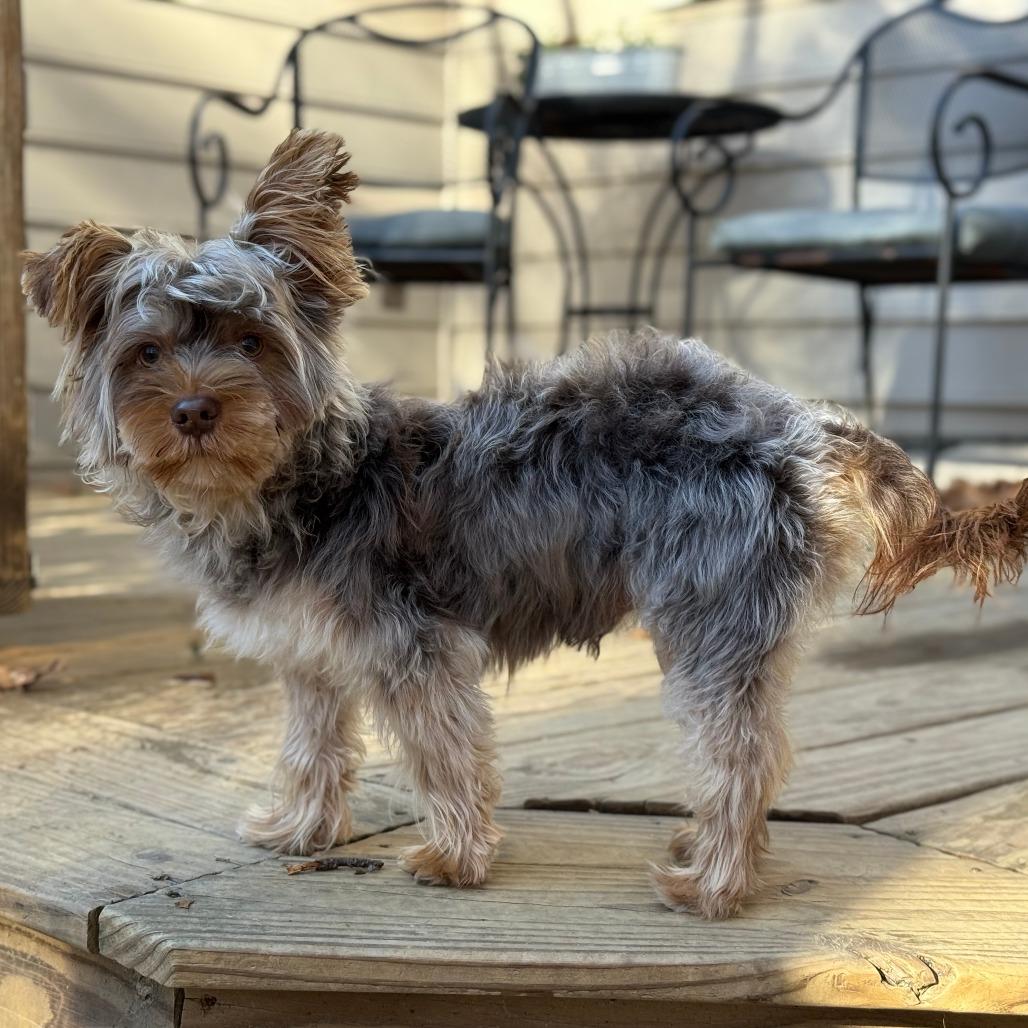 Theodore, a Adoptable Yorkshire Terrier in Raleigh, NC image 2/4