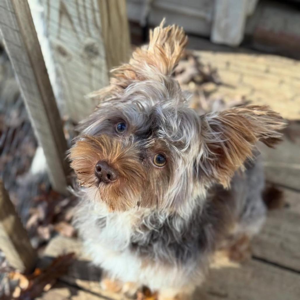 Theodore, a Adoptable Yorkshire Terrier in Raleigh, NC image 3/4