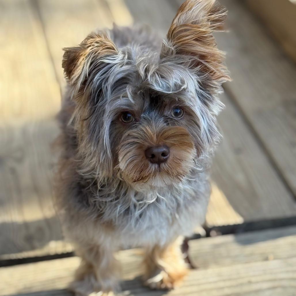 Theodore, a Adoptable Yorkshire Terrier in Raleigh, NC image 4/4