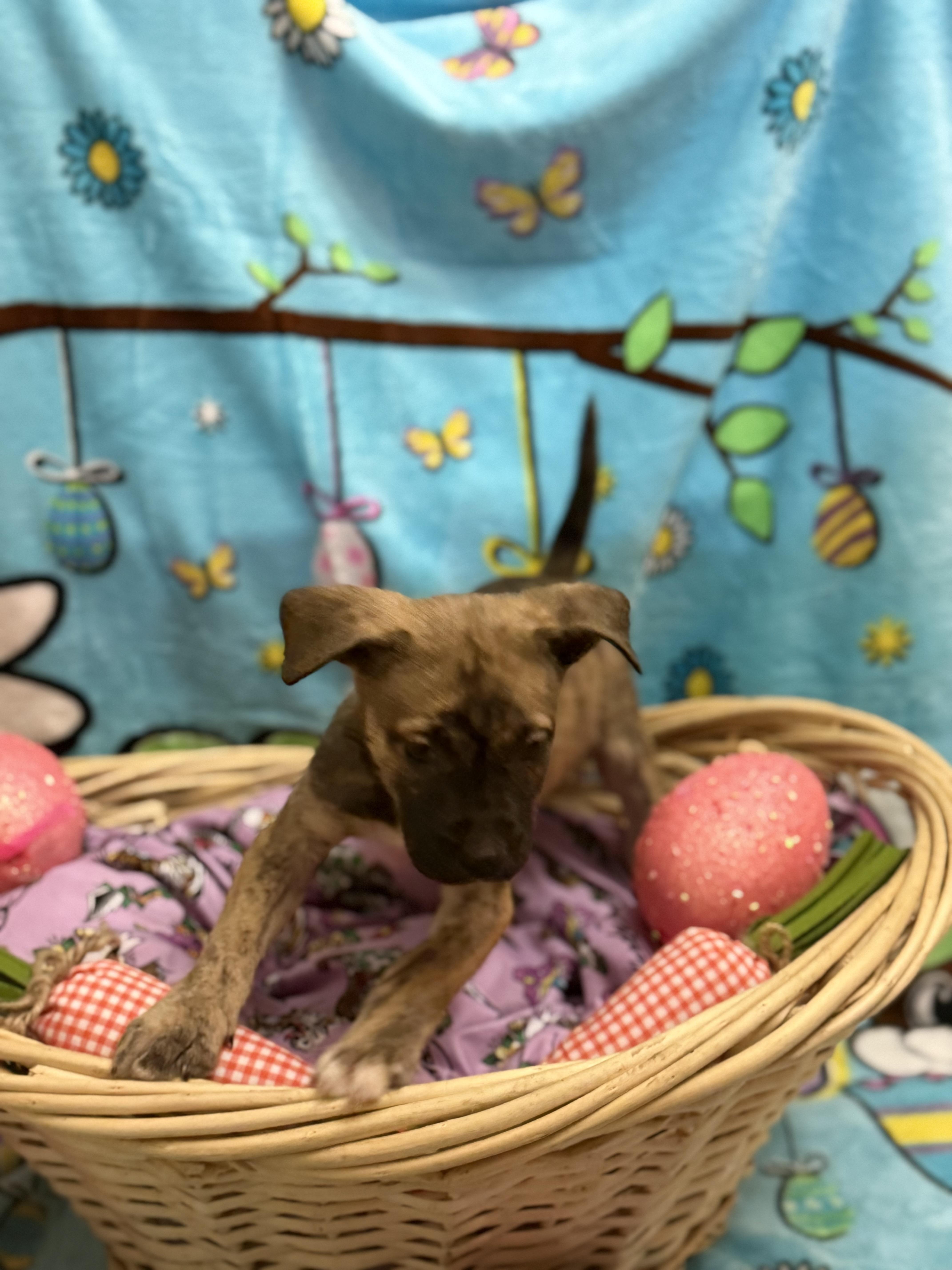 Tulip, a Adoptable mixed breed in New Ringgold , PA image 2/3