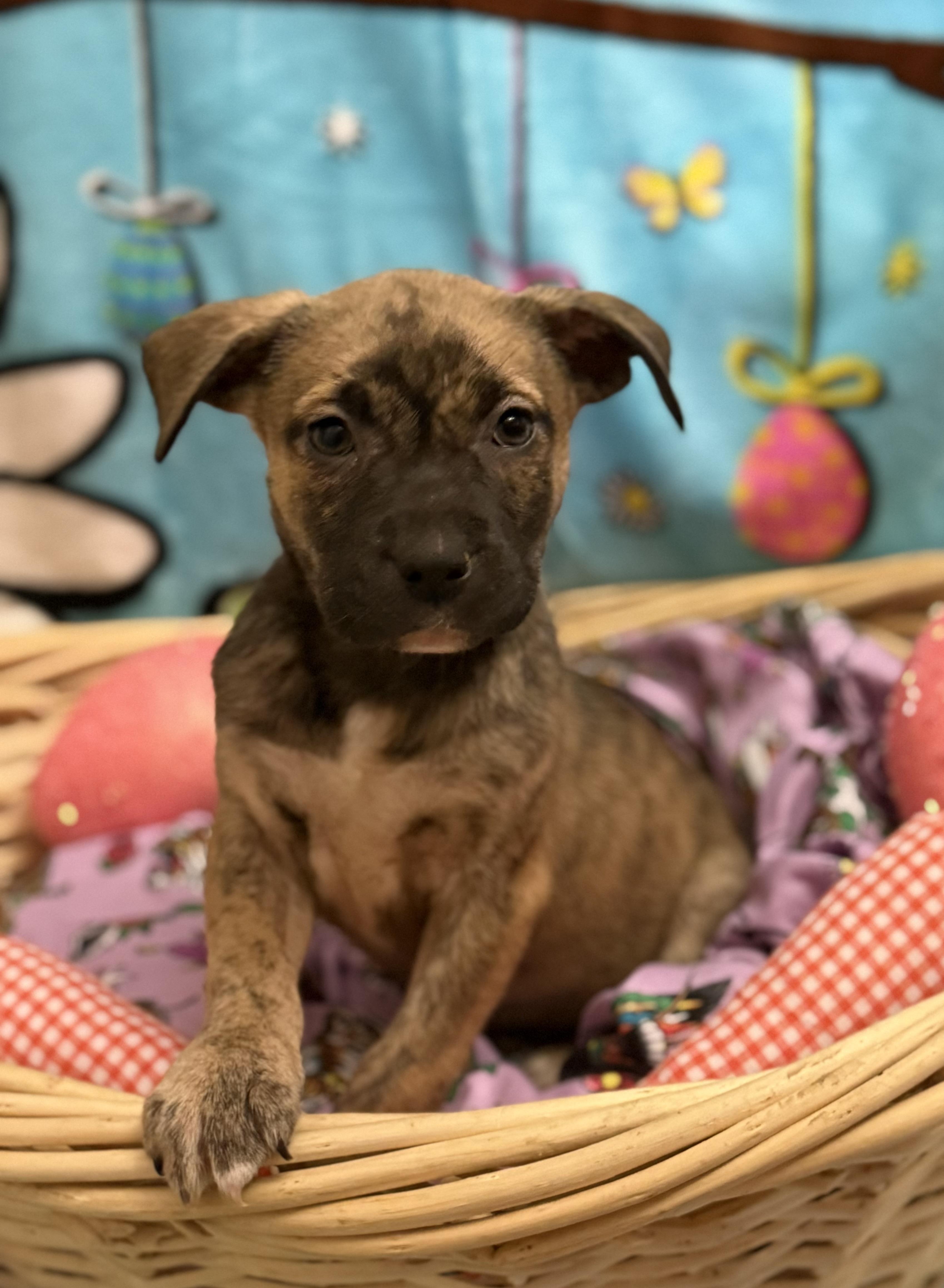 Tulip, a Adoptable mixed breed in New Ringgold , PA image 3/3