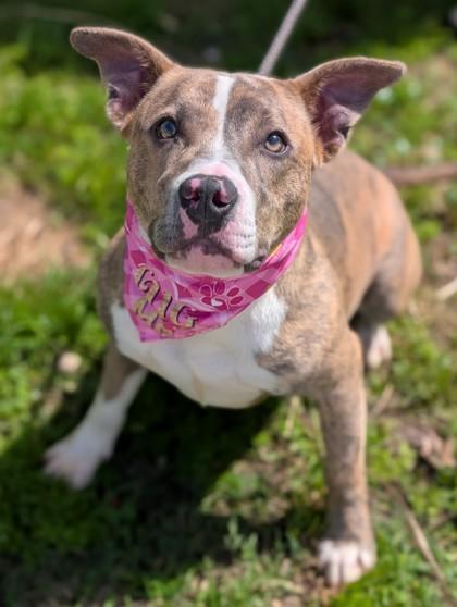 Edna, Adoptable, Adult Female Terrier & Mixed Breed.