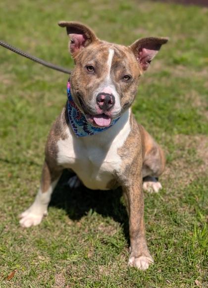 Enlarge Edna, a Adoptable mixed breed in Gulfport, MS image 2/2