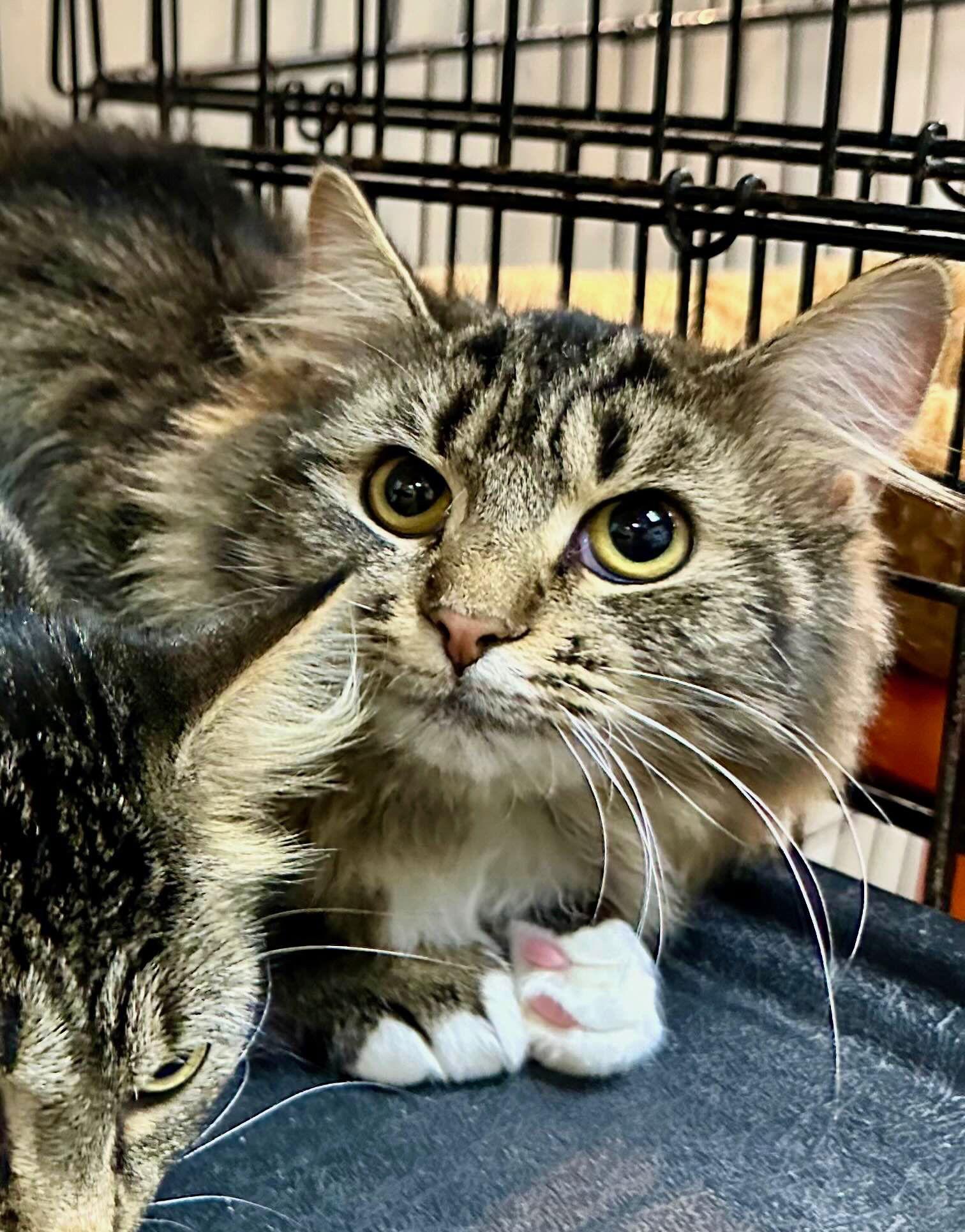 Travis (Selena), Adoptable, Young Male American Shorthair.