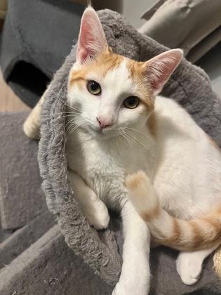 Sicily - In Foster, Adoptable, Kitten Male Domestic Short Hair.