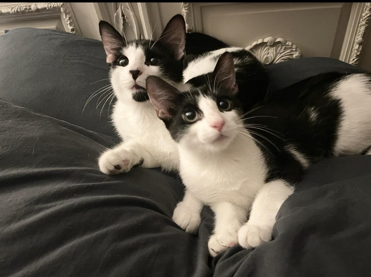 Momo & Stamp BONDED, Baby Male Domestic Short Hair