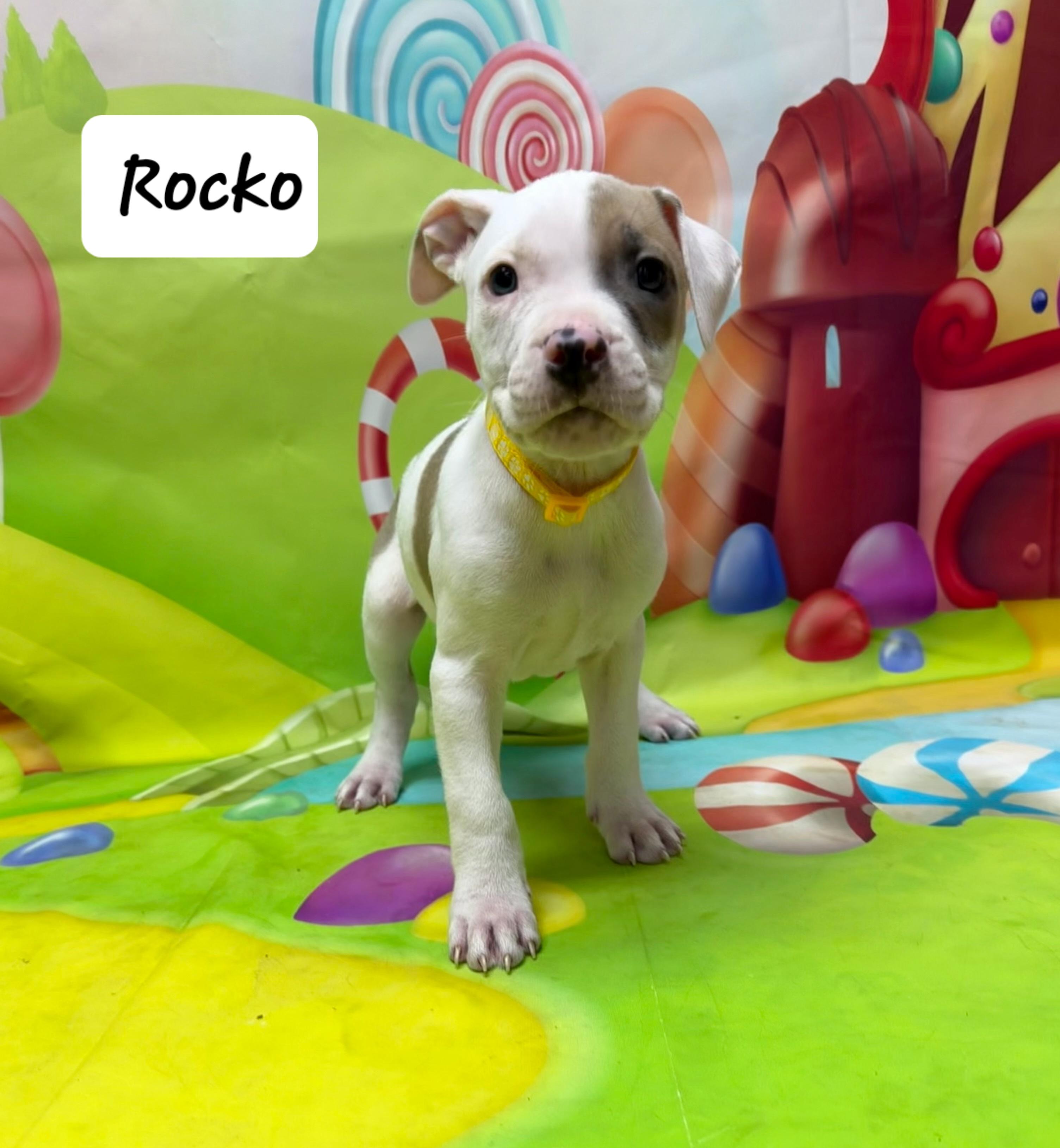 Rocko, Adoptable, Puppy Male Boxer & Pit Bull Terrier.