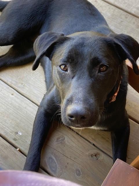 Enlarge Shadow GDP, an adopted Labrador Retriever in Dallas, TX image 1/2