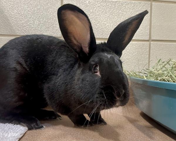 Enlarge Flint, a Adoptable New Zealand in Novato, CA image 1/1