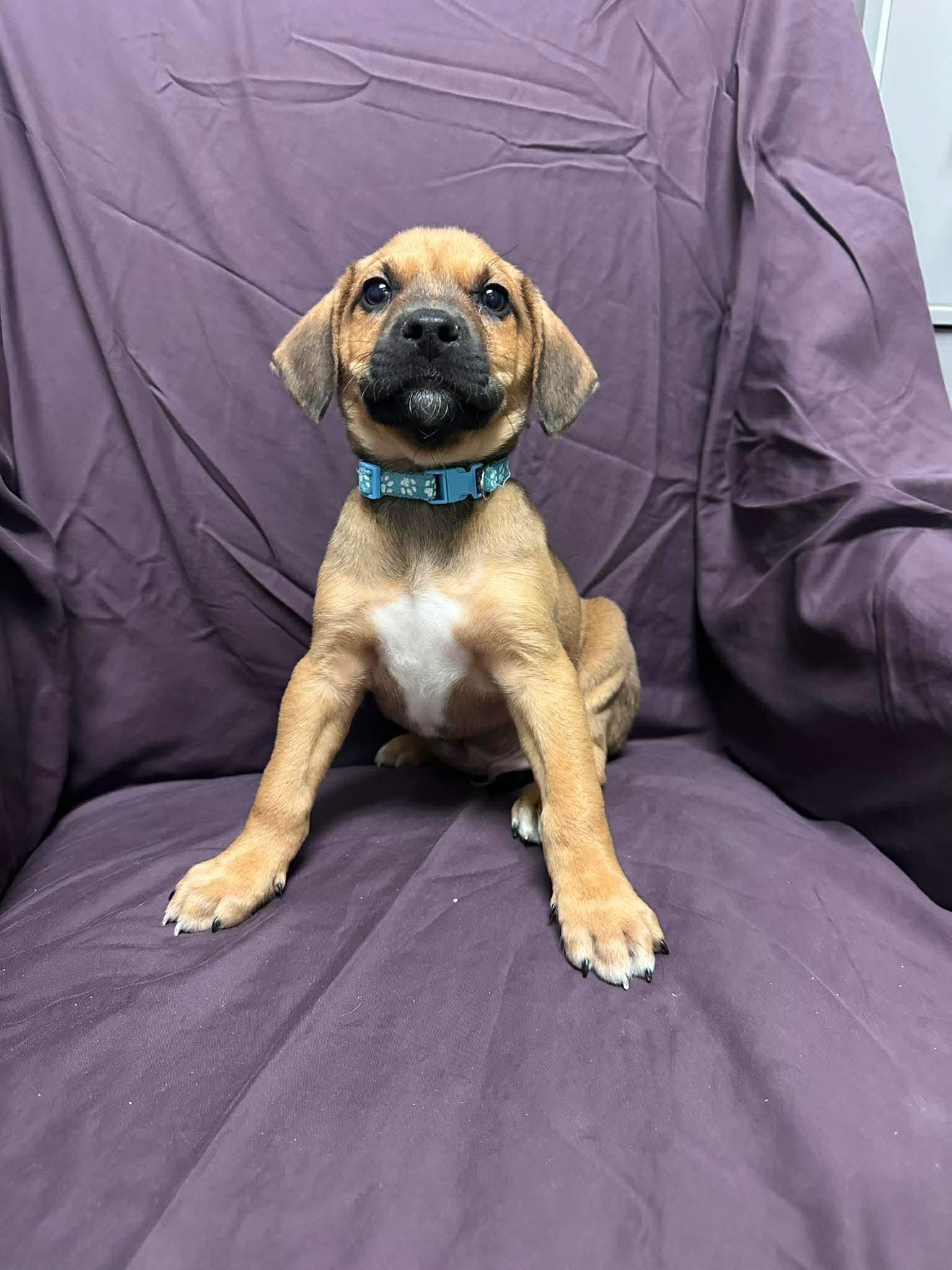 Enlarge Kenny Rogers, an adopted Shepherd in Walker, LA image 3/3