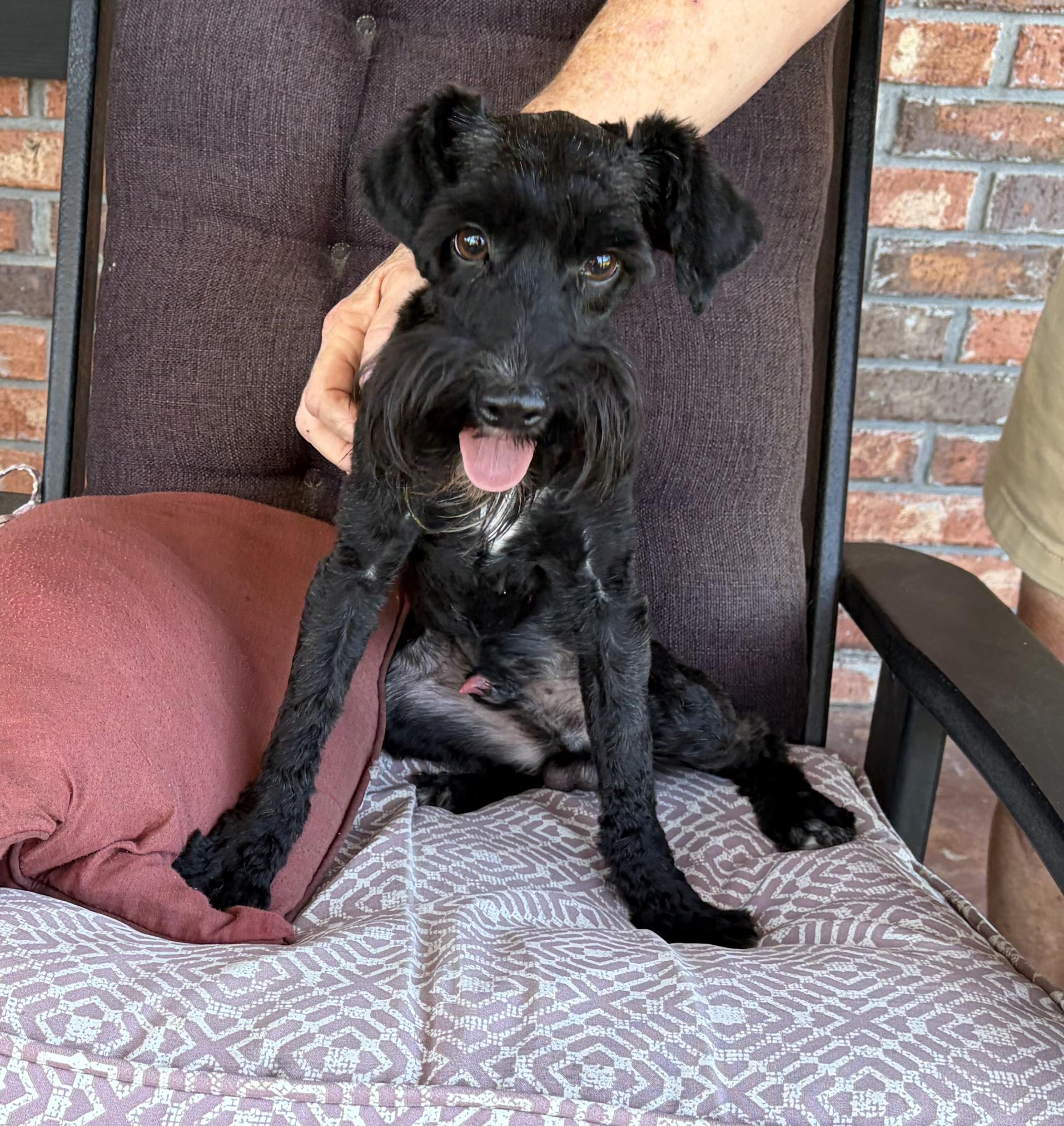 Enlarge Gilbert Grape. (14 lbs of fun), a Adopted mixed breed in Farmington, CT image 3/6