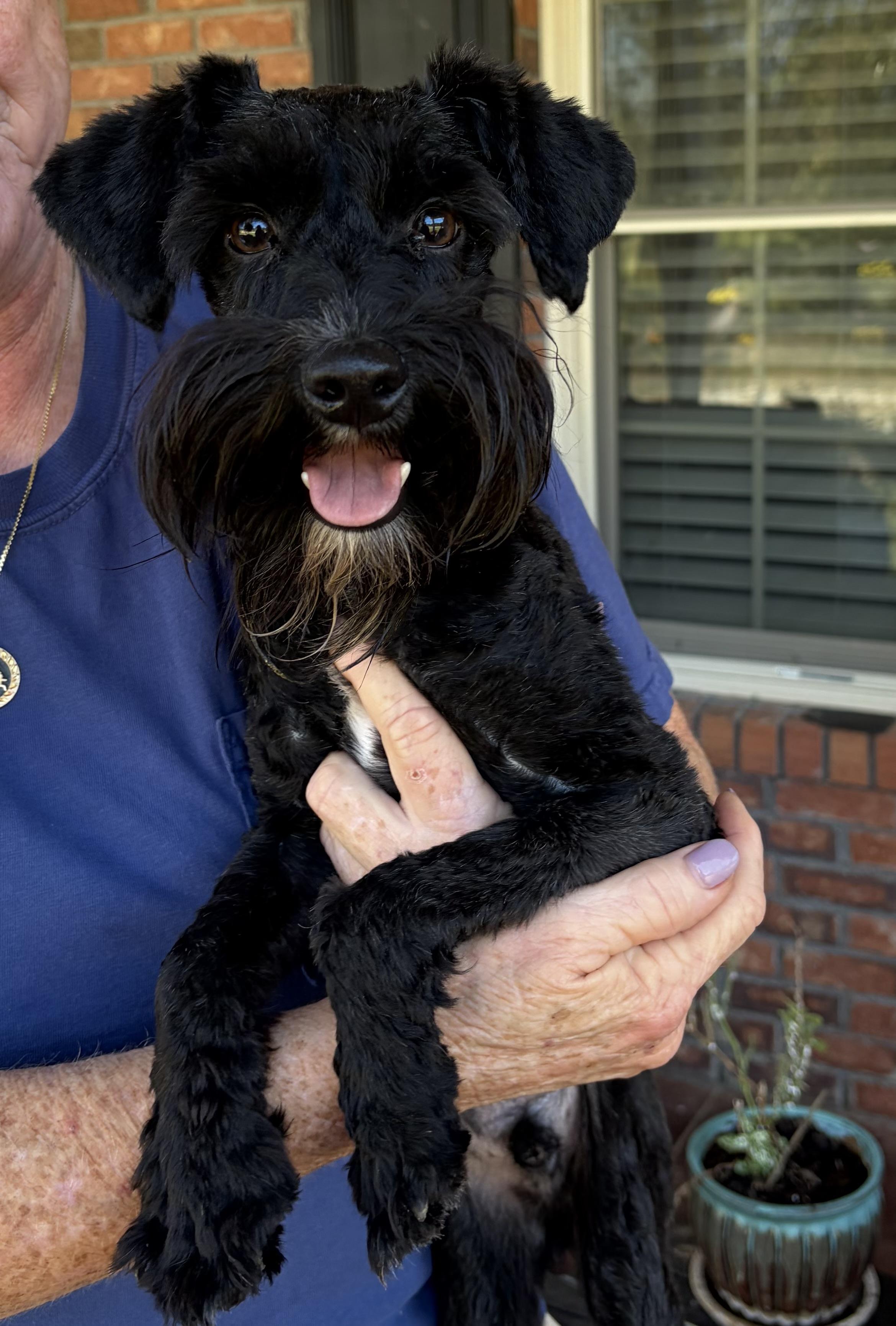 Enlarge Gilbert Grape. (14 lbs of fun), a Adopted mixed breed in Farmington, CT image 5/6