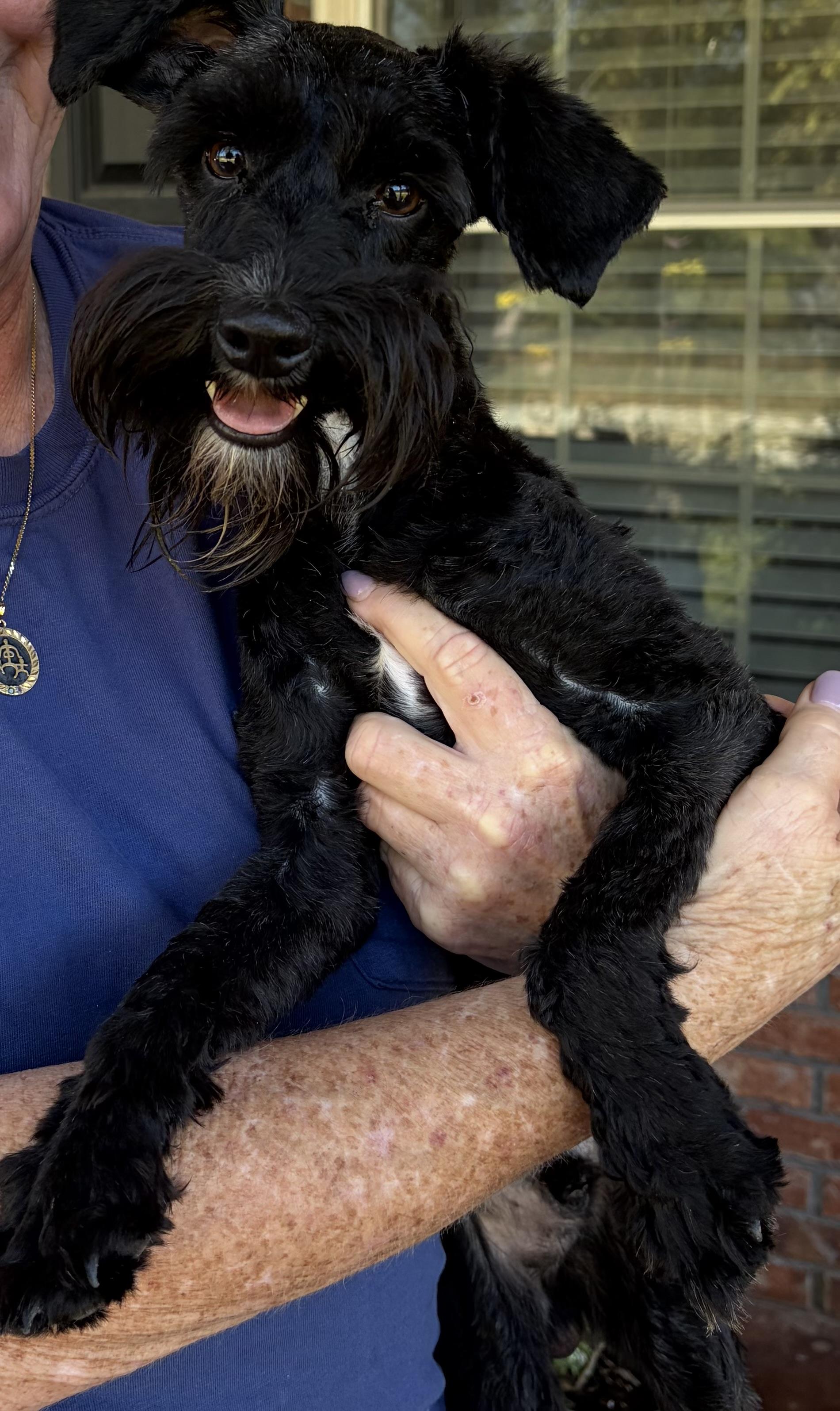 Enlarge Gilbert Grape. (14 lbs of fun), a Adopted mixed breed in Farmington, CT image 6/6