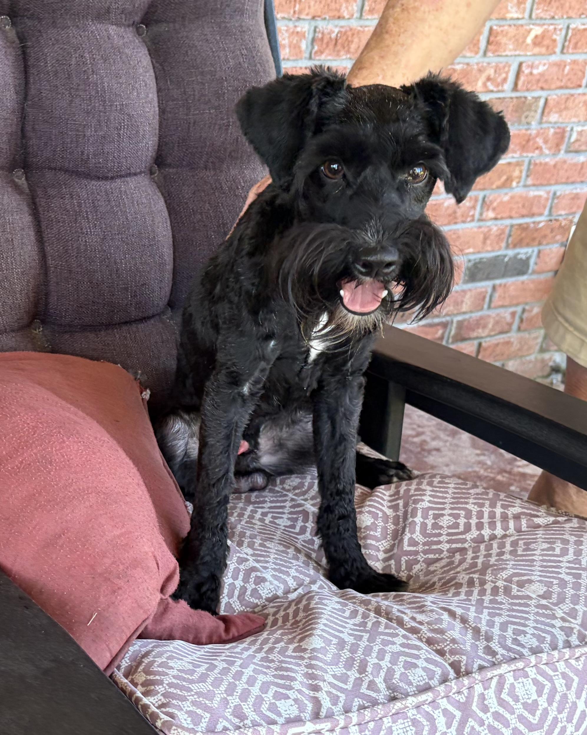 Enlarge Gilbert Grape. (14 lbs of fun), a Adopted mixed breed in Farmington, CT image 2/6