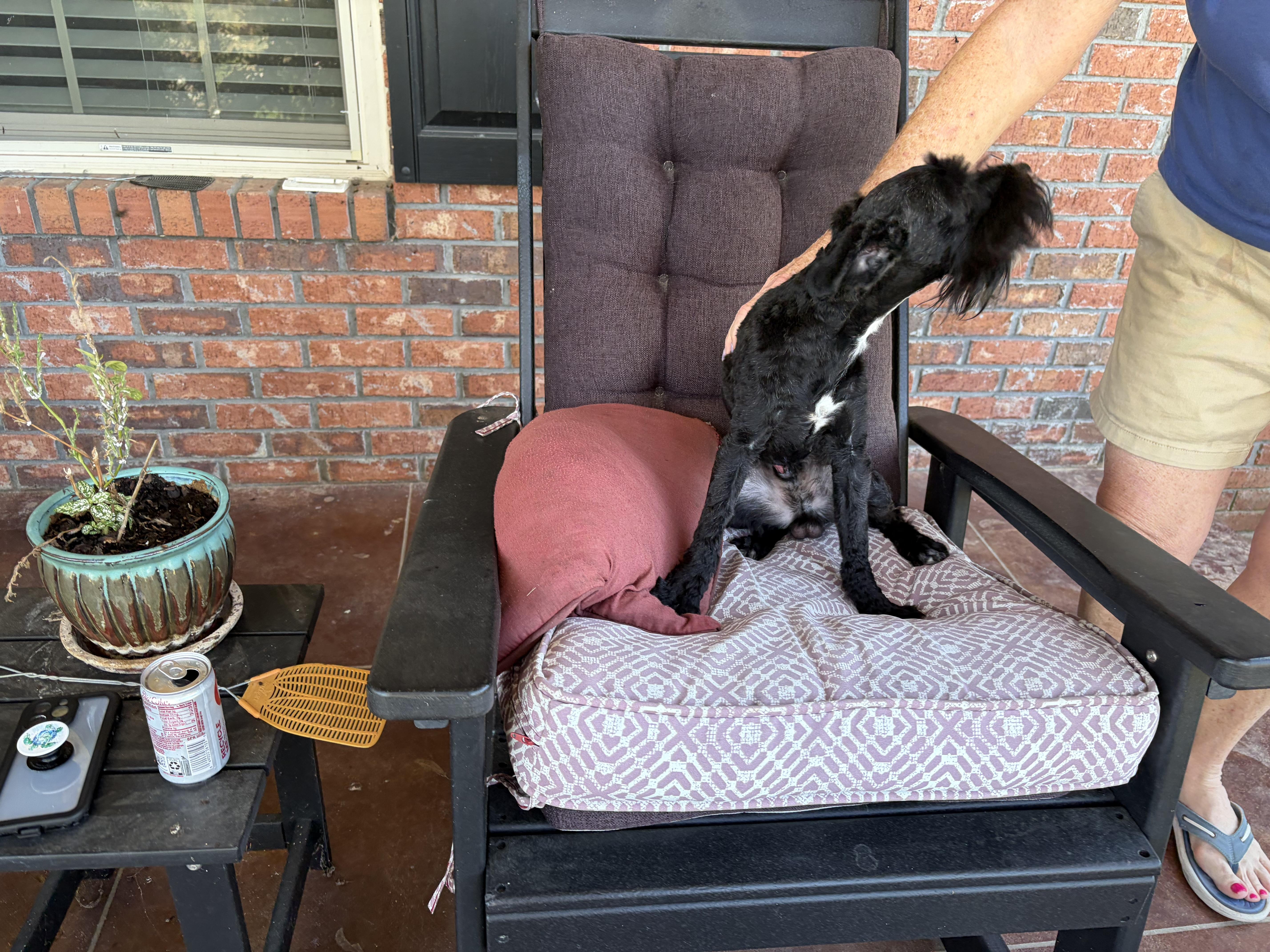 Enlarge Gilbert Grape. (14 lbs of fun), a Adopted mixed breed in Farmington, CT image 4/6