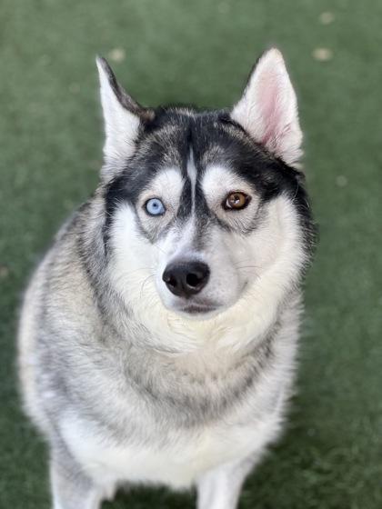 Chloe