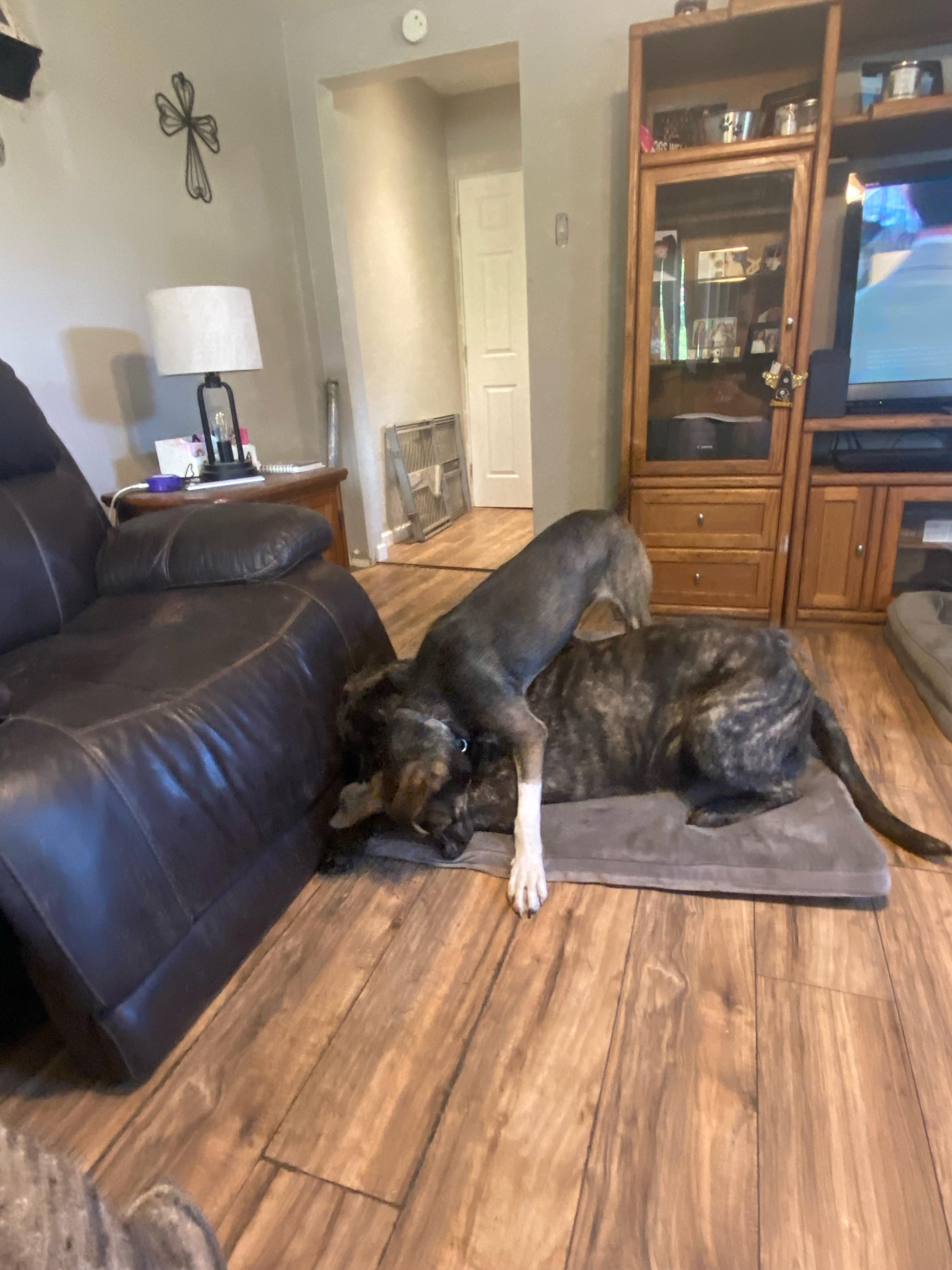 Jasper, a Adoptable mixed breed in New Kensington, PA image 3/6